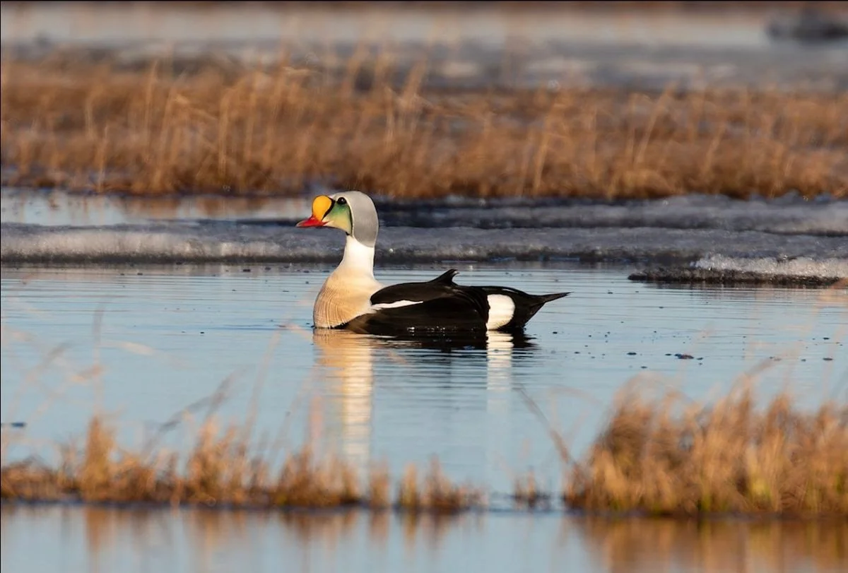 Calendar — Audubon Society of Lincoln City