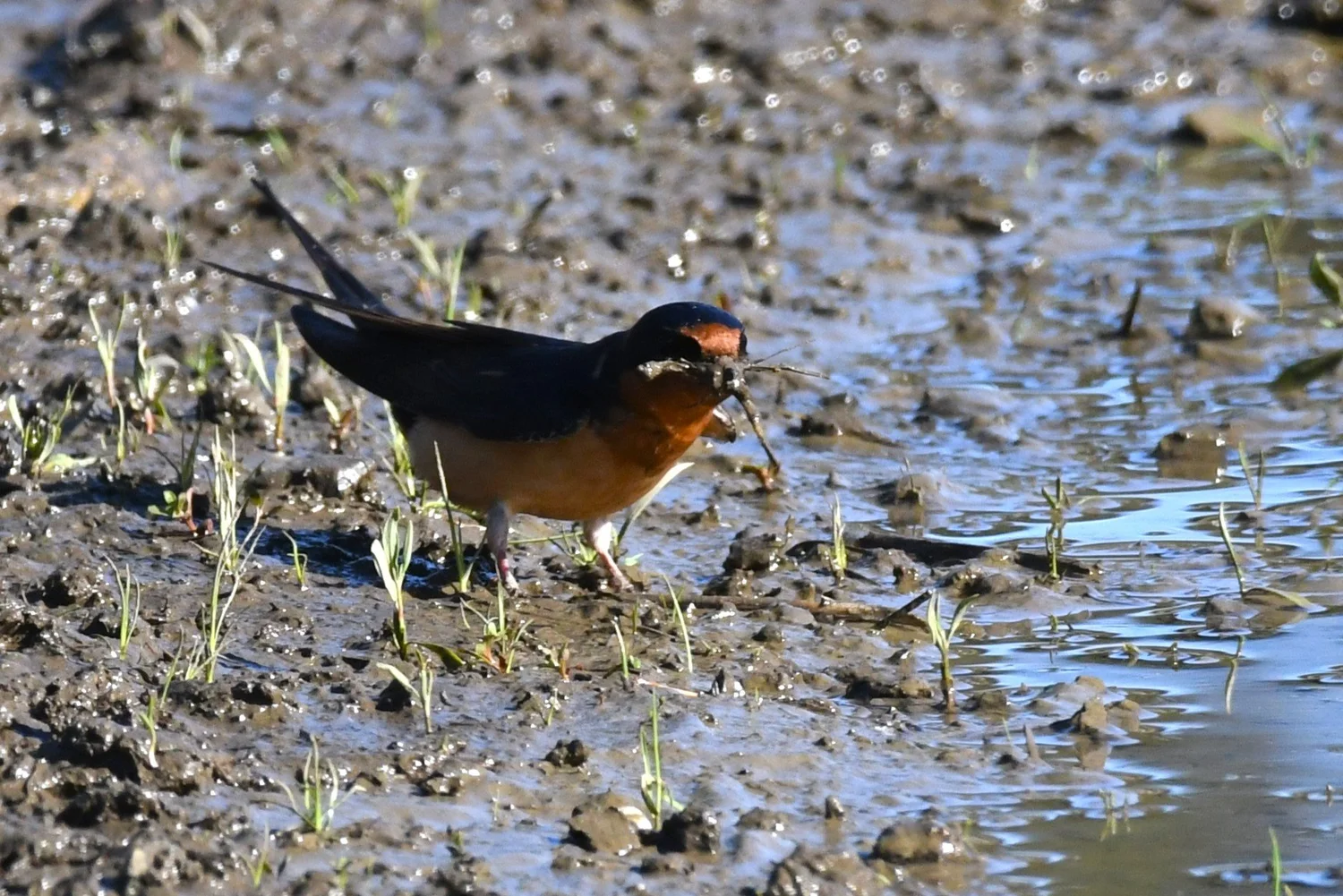 All Past Field Trips — Audubon Society of Lincoln City