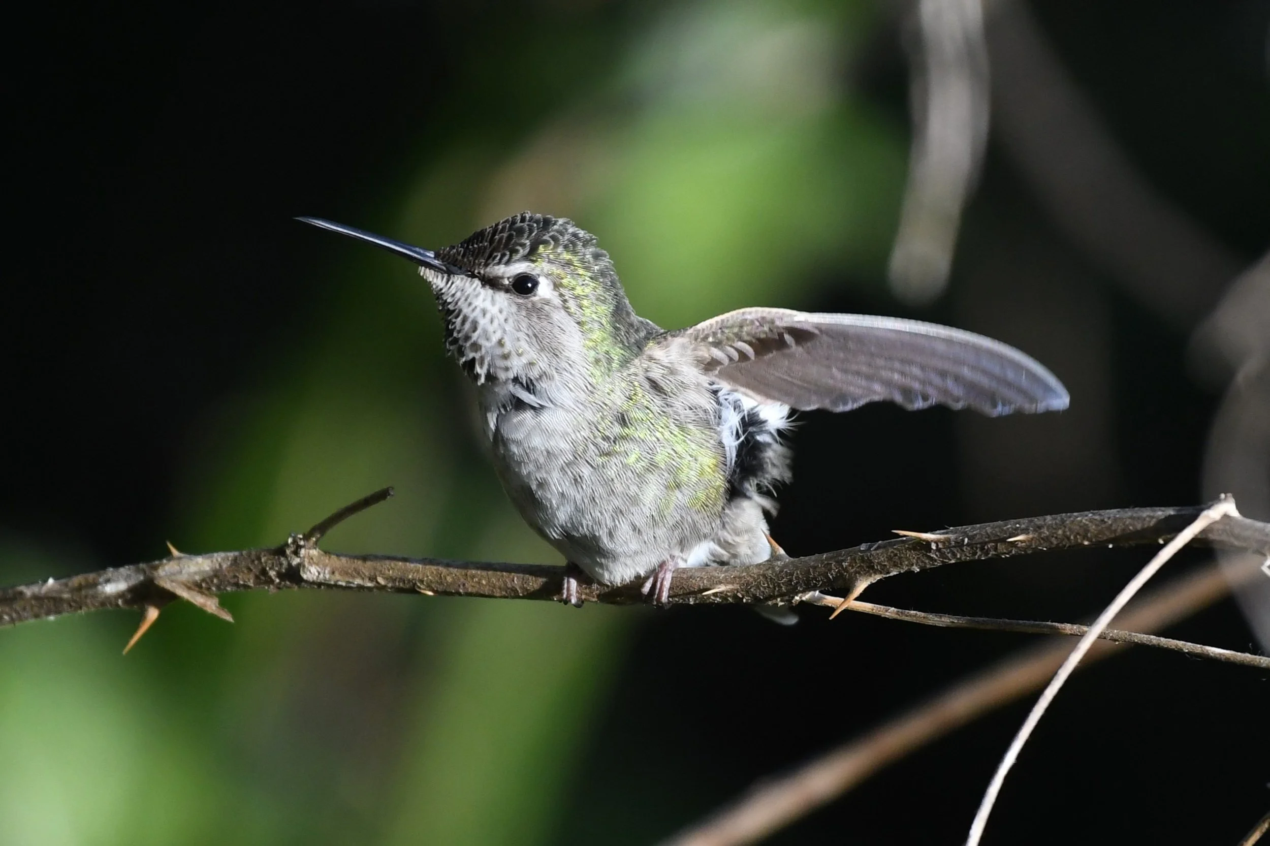 Lincoln City Bird Walk - The Knoll Open Space (aka The Villages) & Road ...