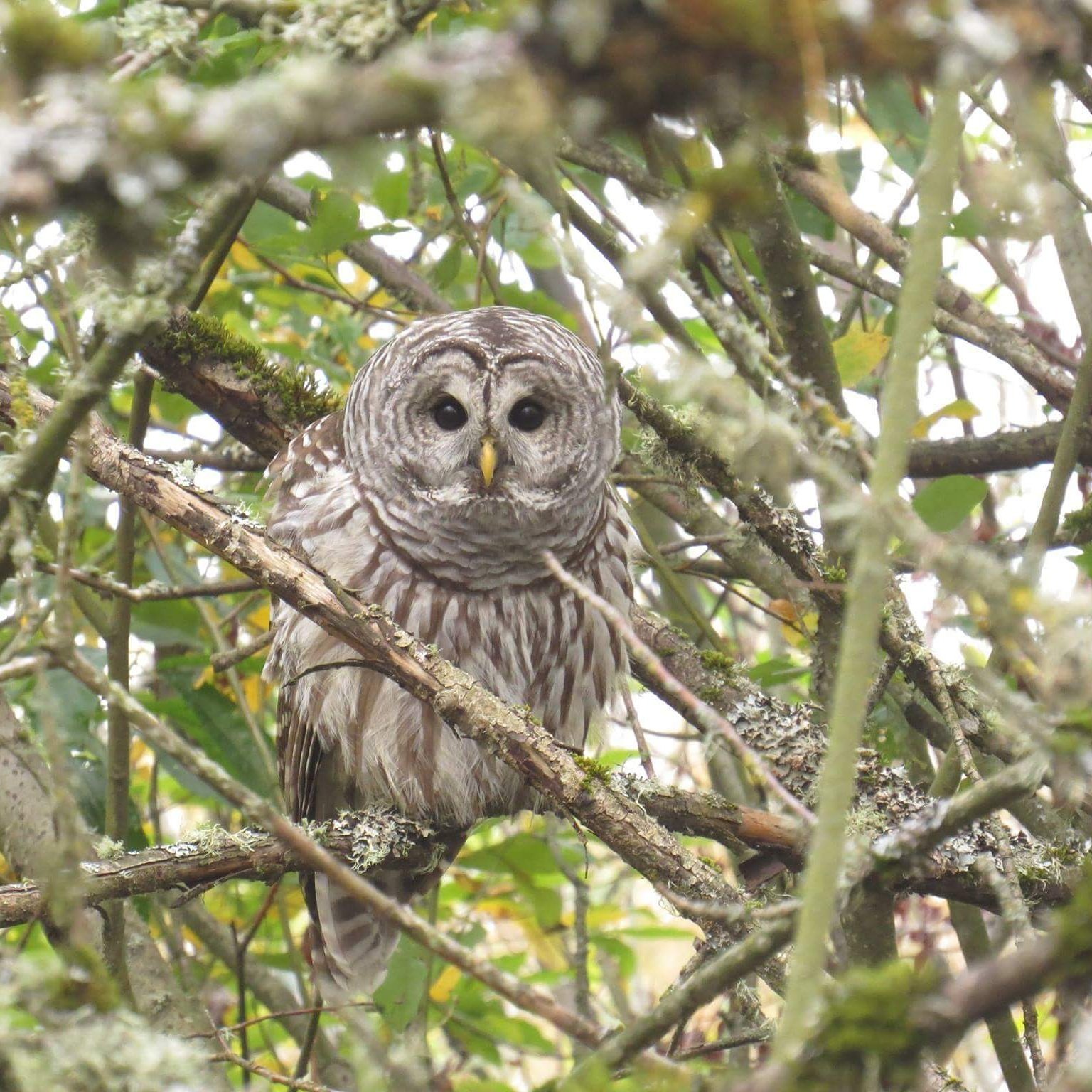 Links — Audubon Society of Lincoln City