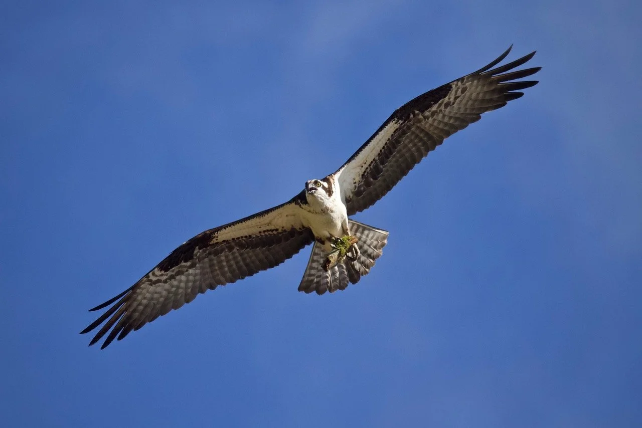 History — Audubon Society of Lincoln City