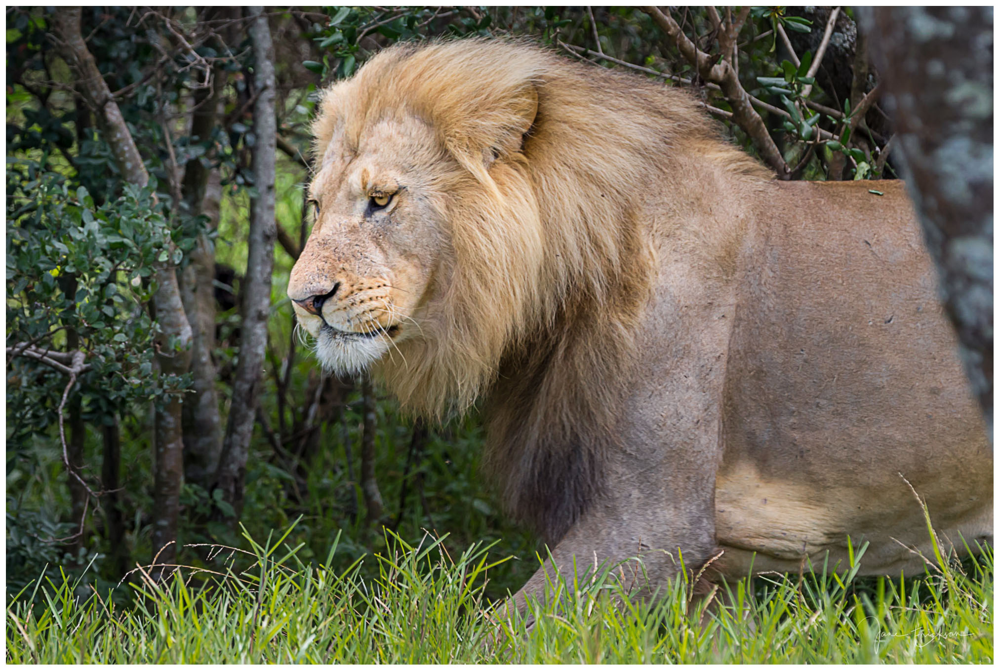 White Lions in South Africa