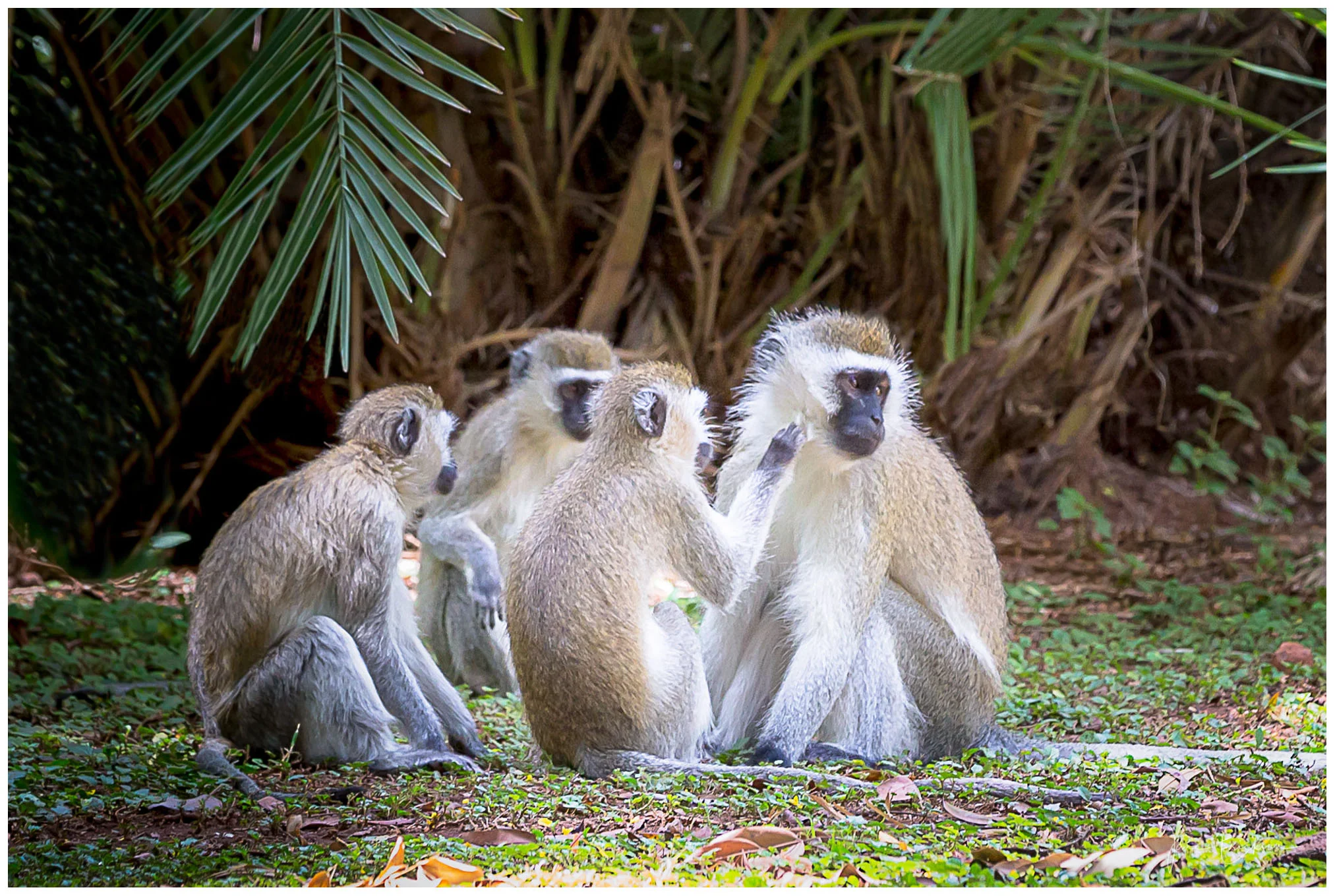 Baboons in Kenya