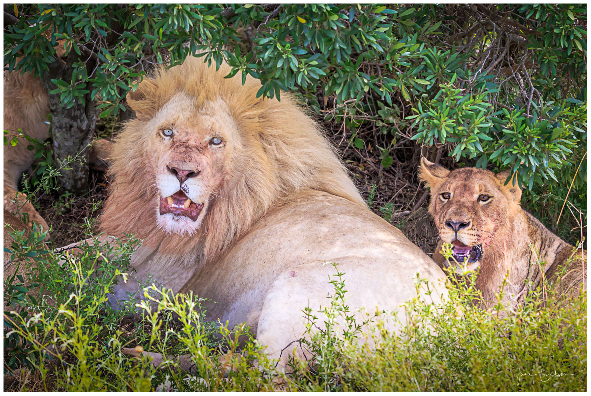 White Lions in South Africa