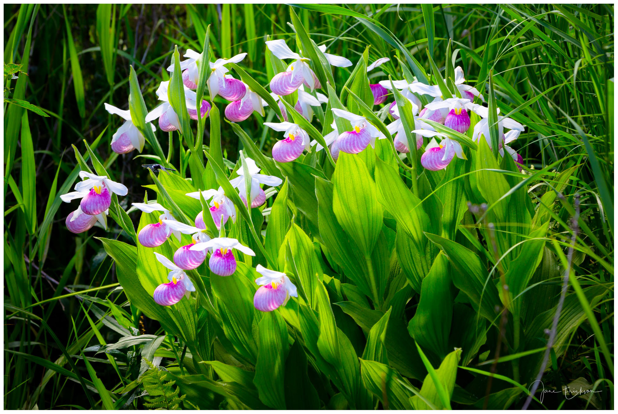 Lady Slippers