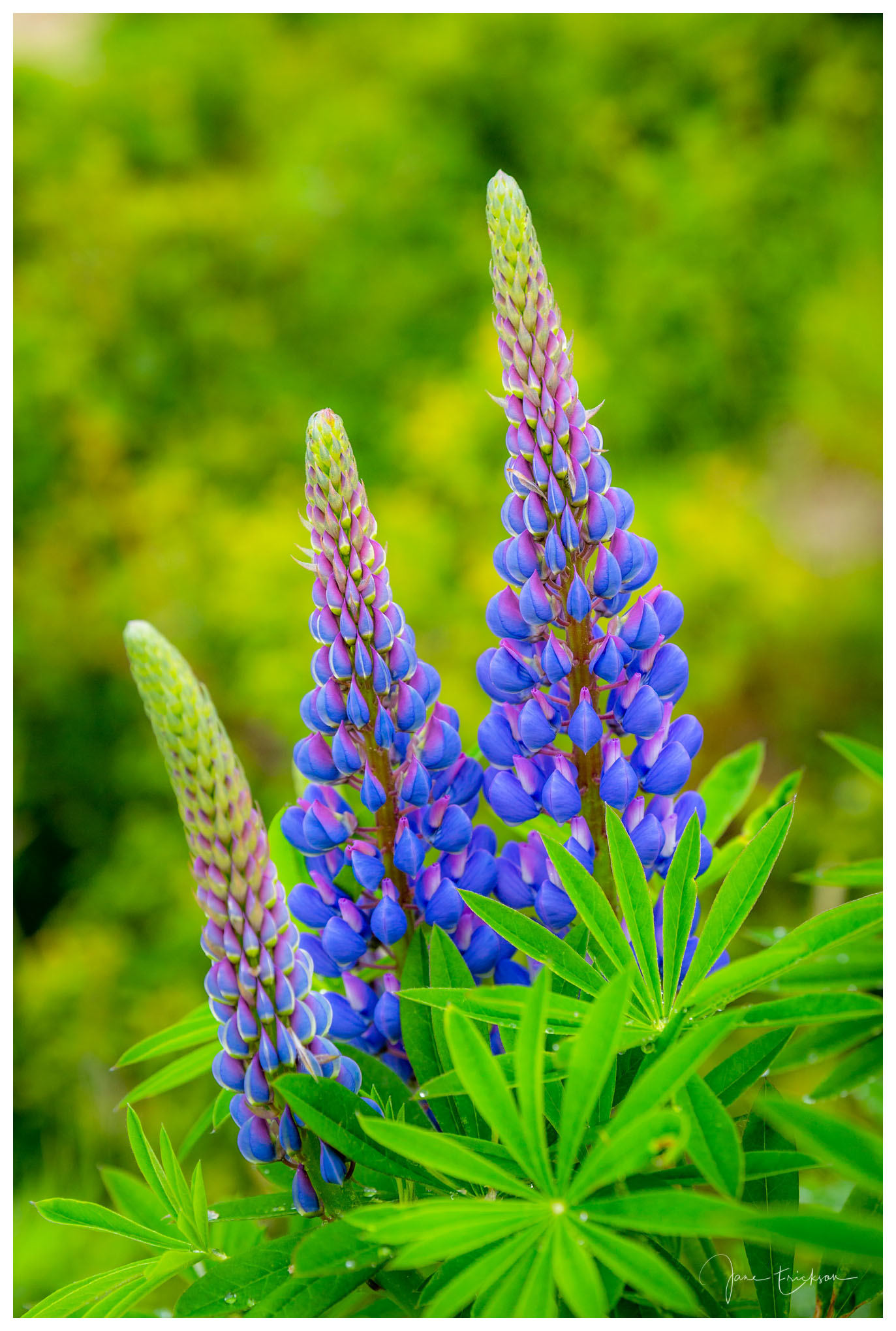 Lupines in New Zealand