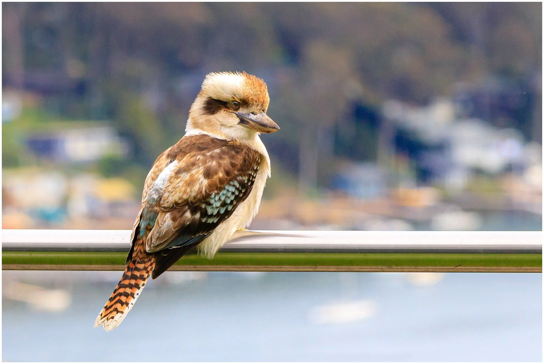 Australian Kookaburra