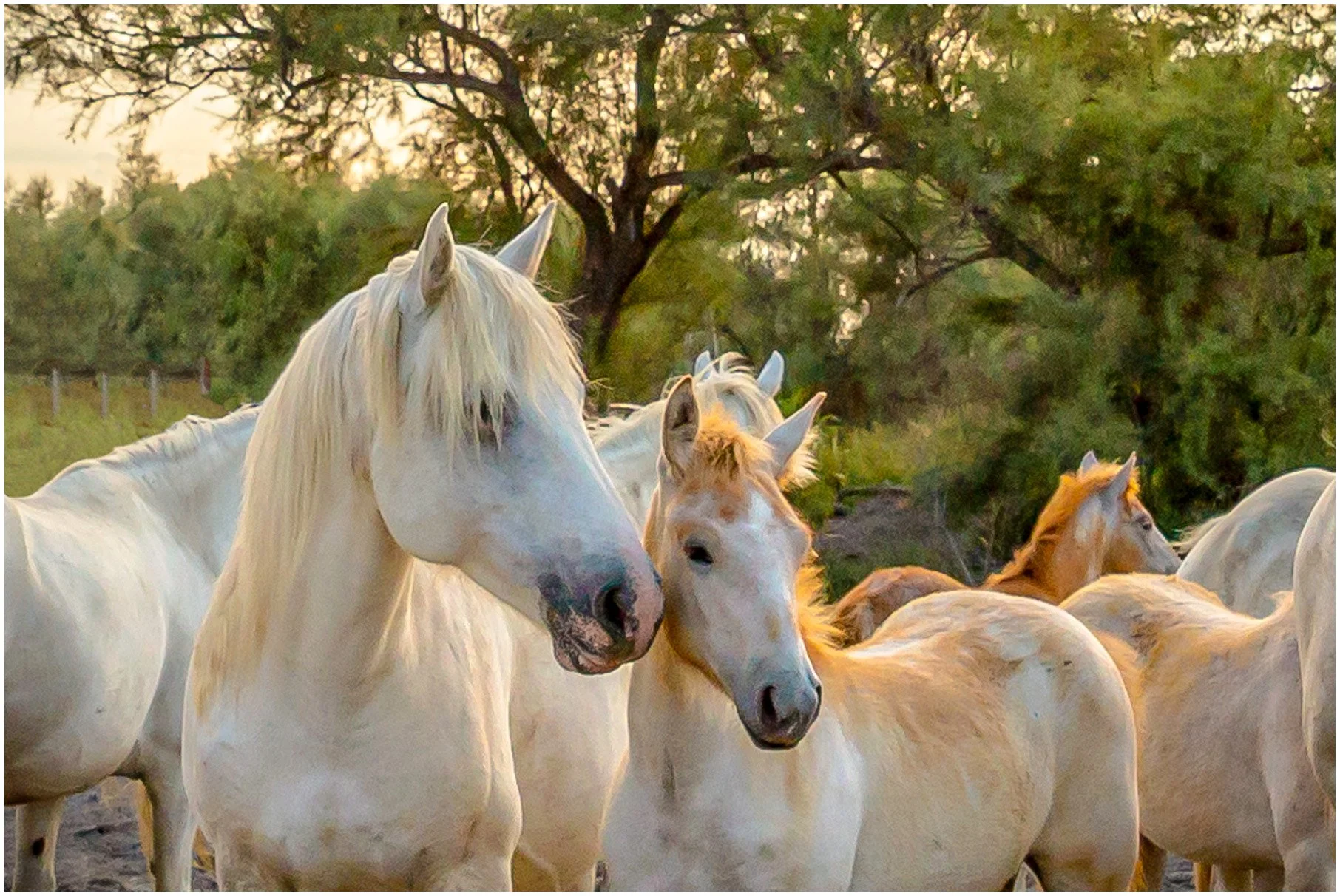 Horses-05