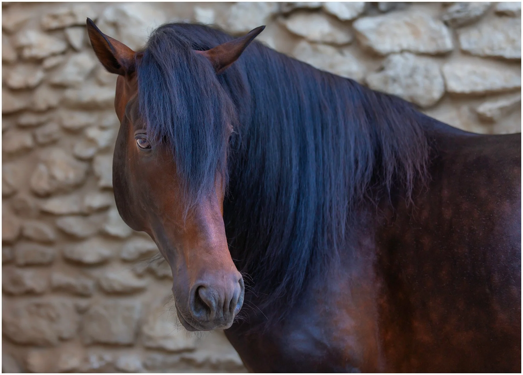 Horses-20