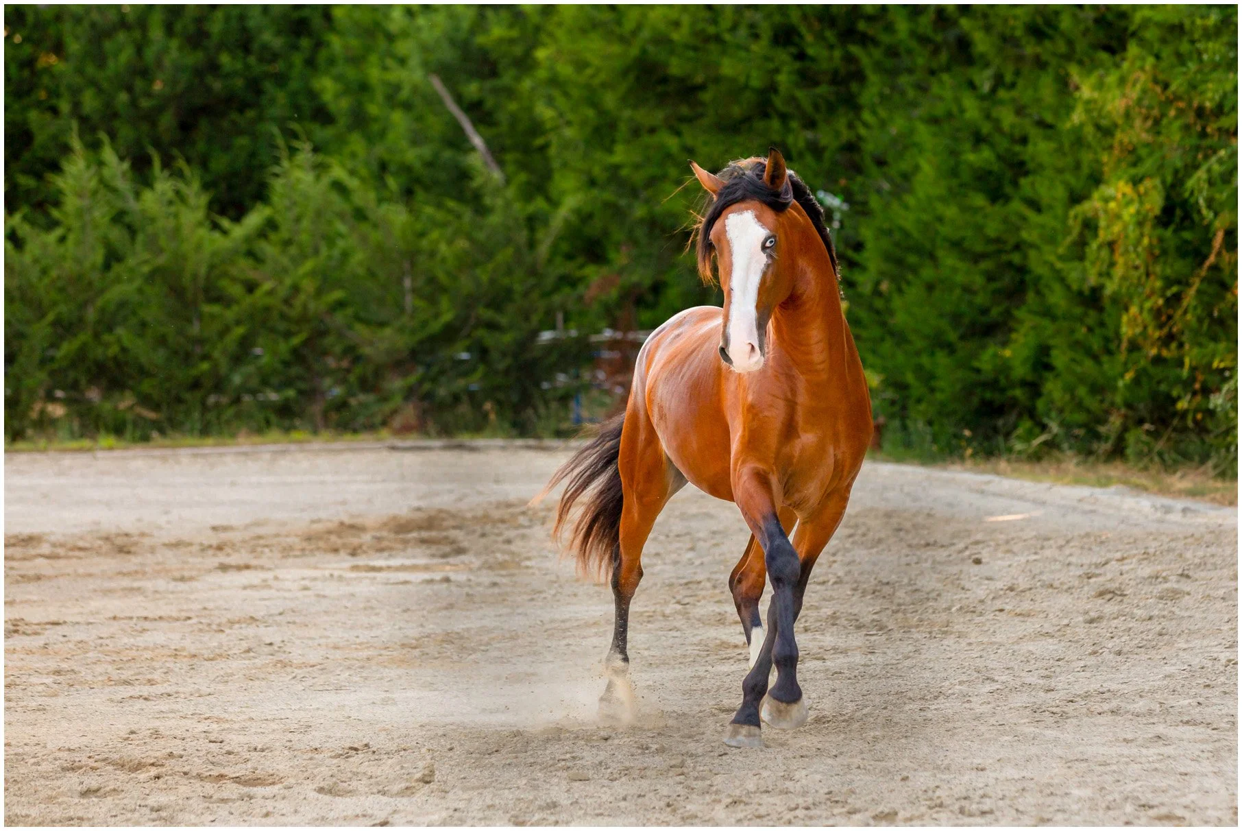 Horses-24