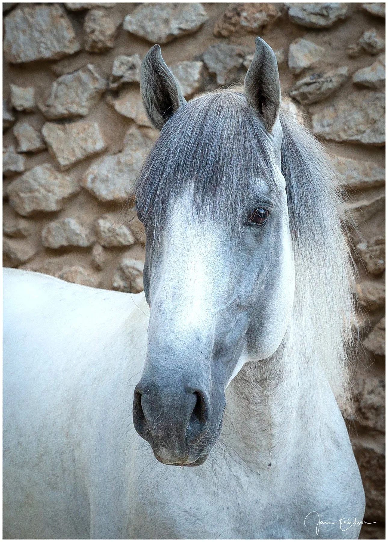 Horses-18