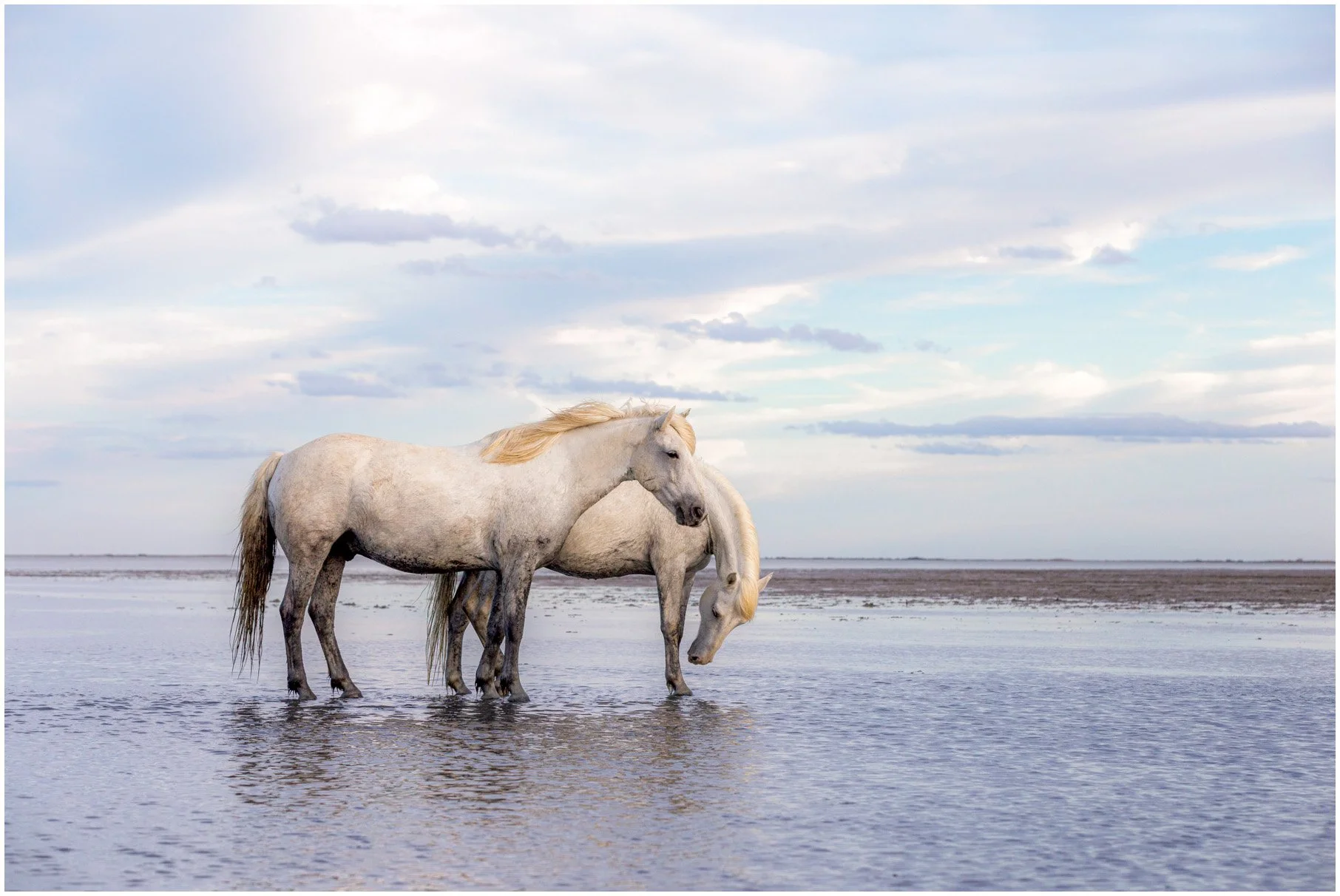 Horses-29