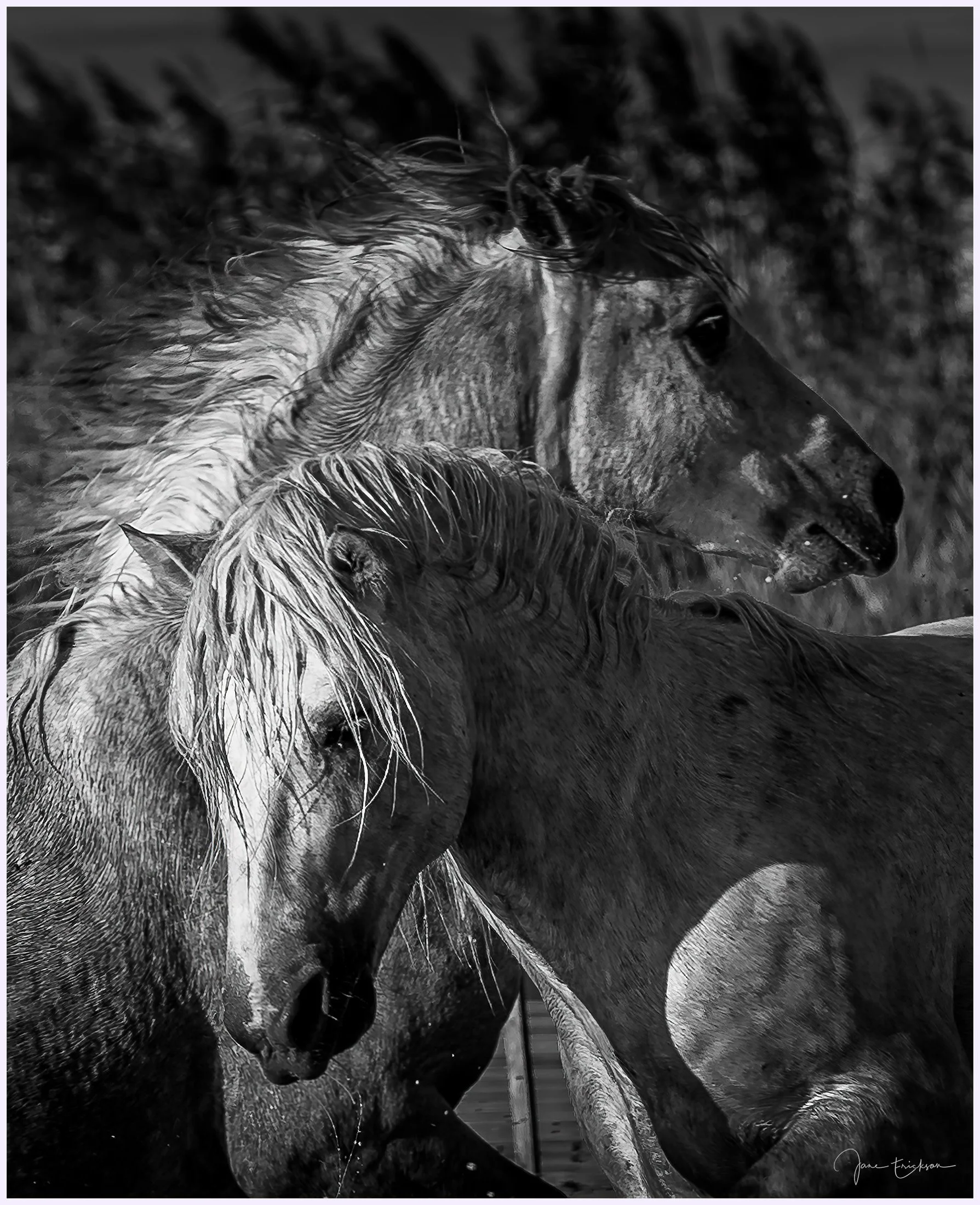Horses-28