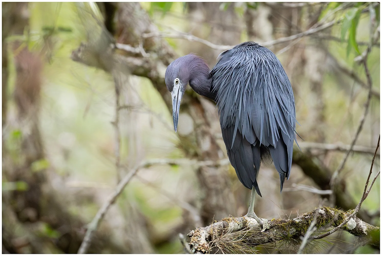 Little Blue Heron