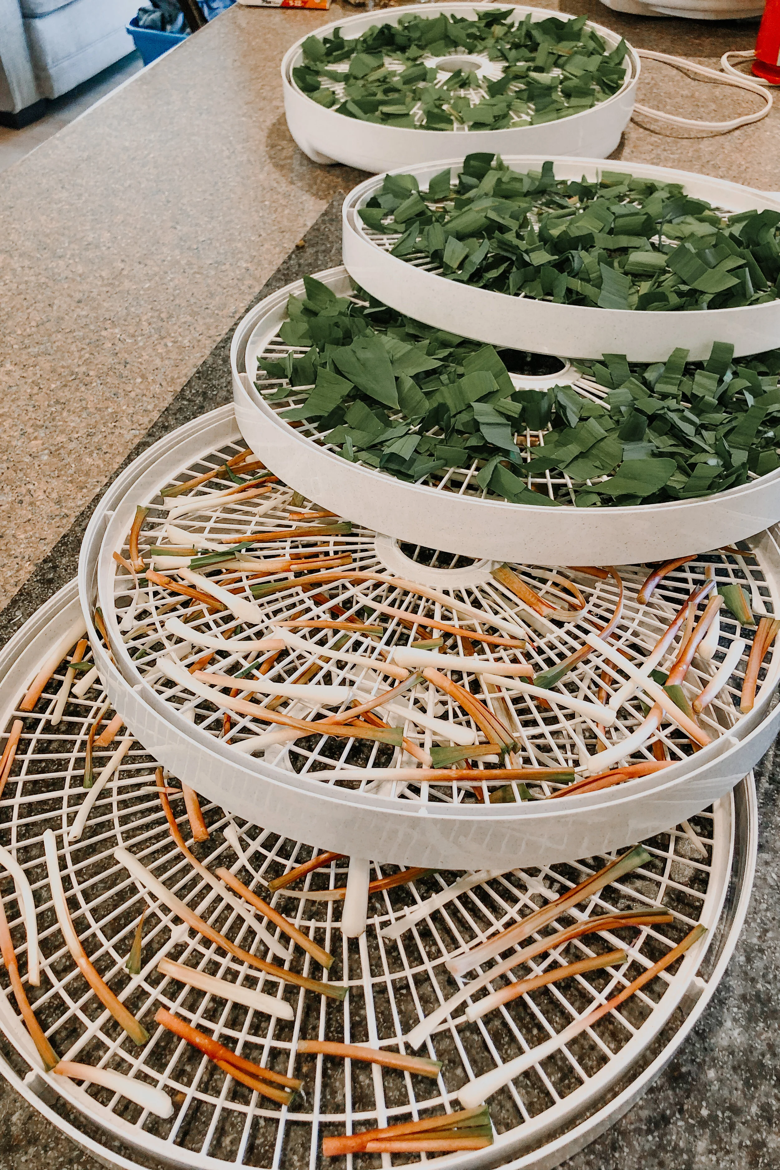 Dehydrating Ramps 101 with Sarah Kozlowski — Her Wilderness