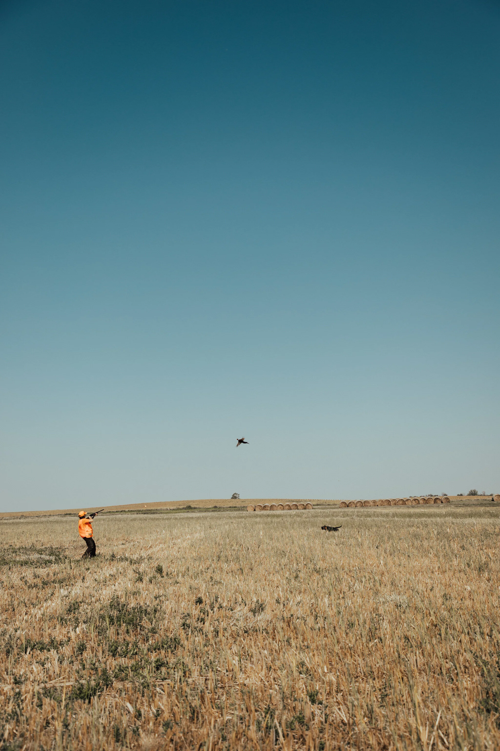Sd pheasant 2021l.jpg