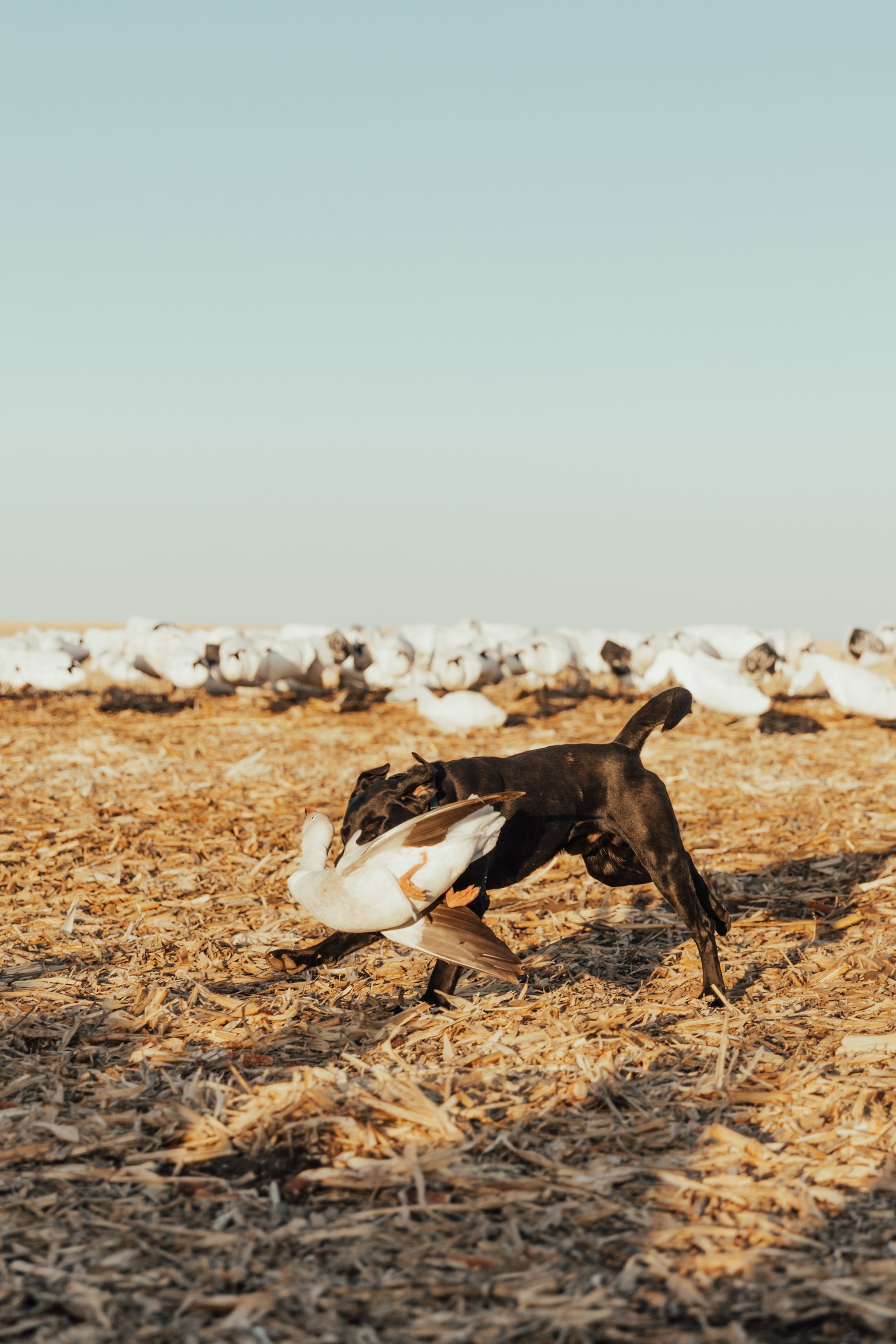SOUTHDAKOTASNOWGOOSE50.jpg