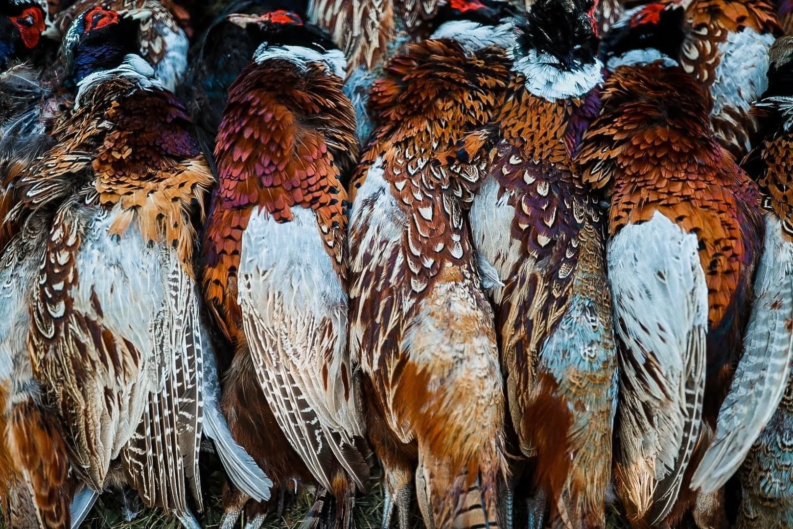 GALLERY: 2022 MN PHEASANT + TRAP WEEKEND — Her Wilderness