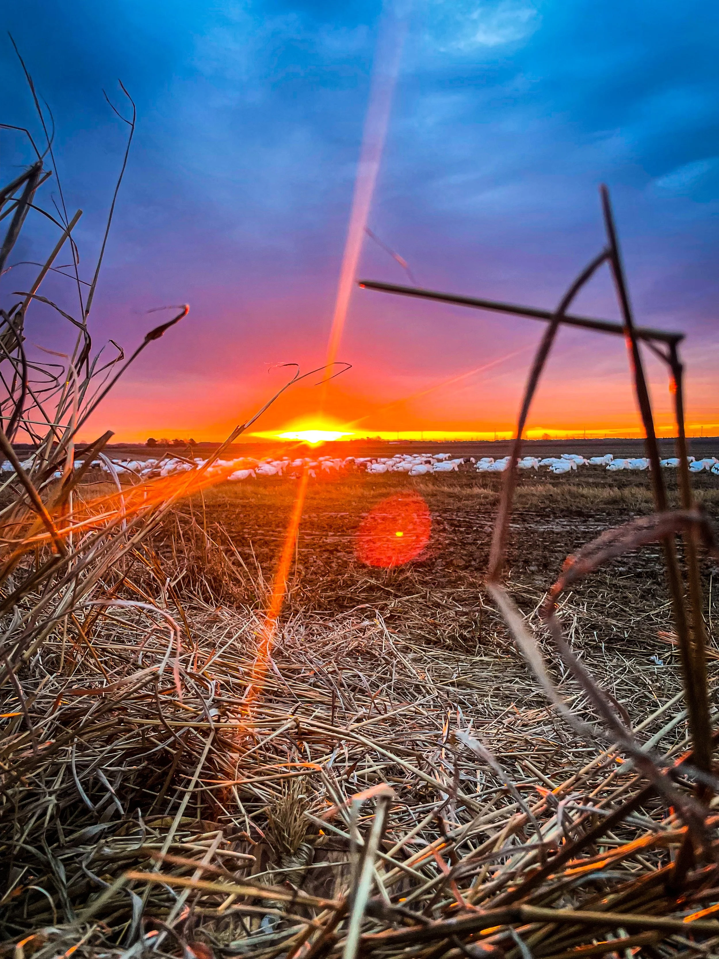 Unlikely Couples:  Exploring Duck And Goose Compatibility - wa9bj43