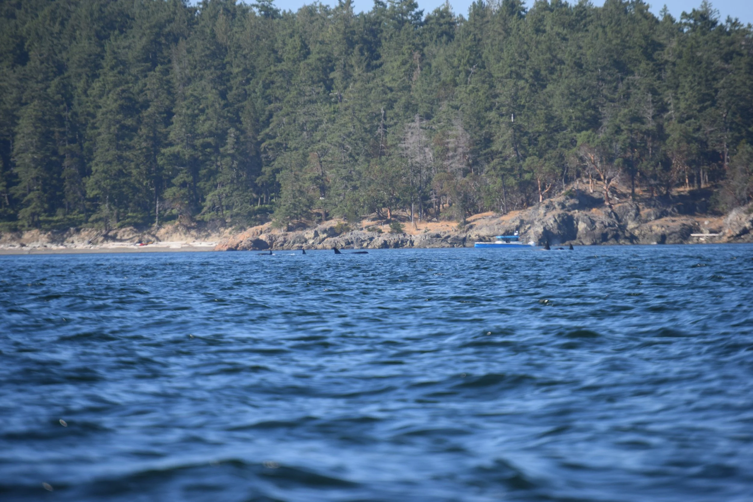 Copy of DSC_6945.JPG