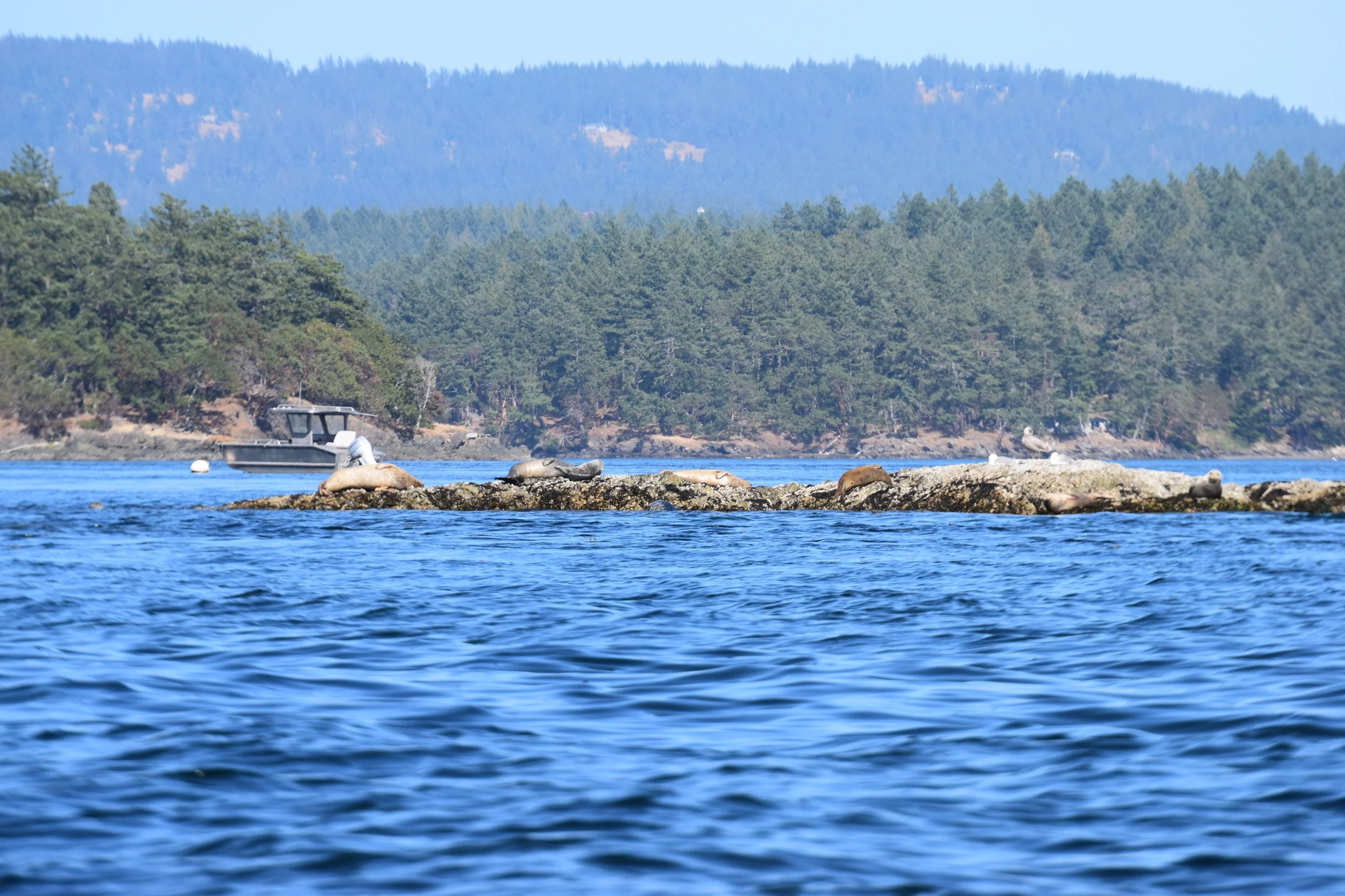 Copy of DSC_6922.JPG