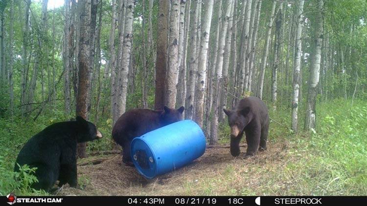 black-bear-hunting-successfull-hunt-6.jpg