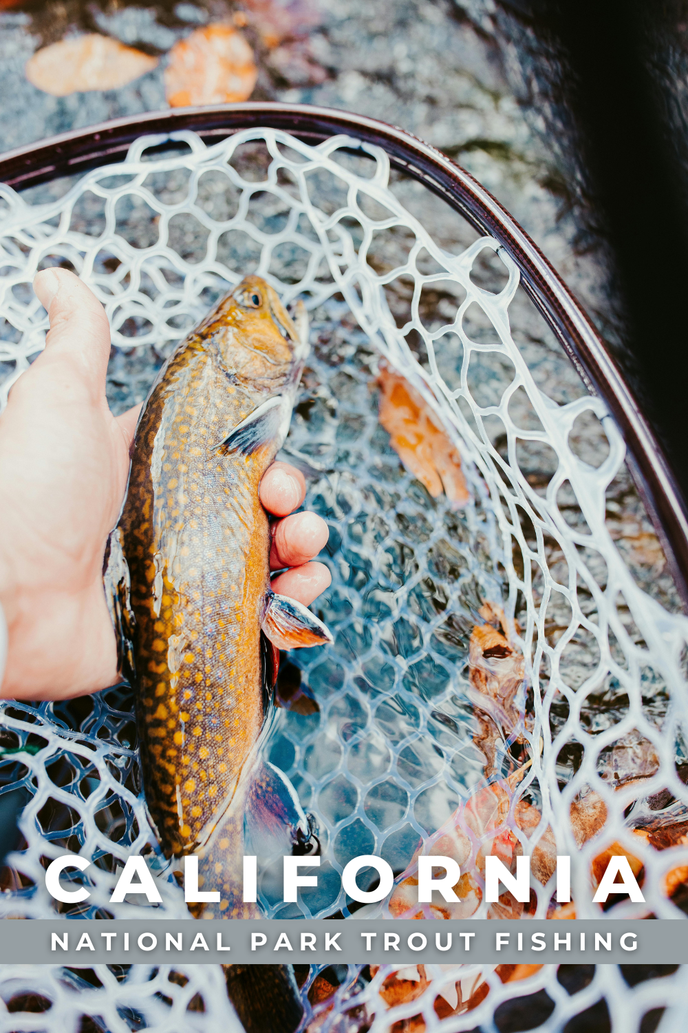 CALIFORNIA NATIONAL PARK + BIG TREES + TROUT FISHING