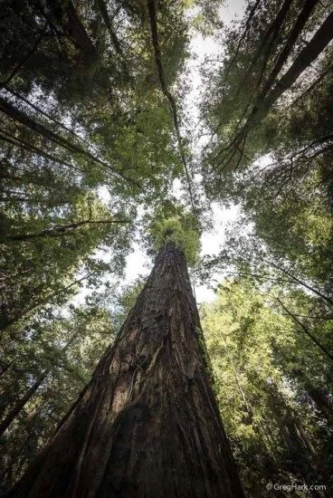 small_bbed50_Armstrong-Redwood-Forest-2-4.jpg