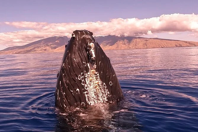 Sunset Whale Watching Cruise.jpg