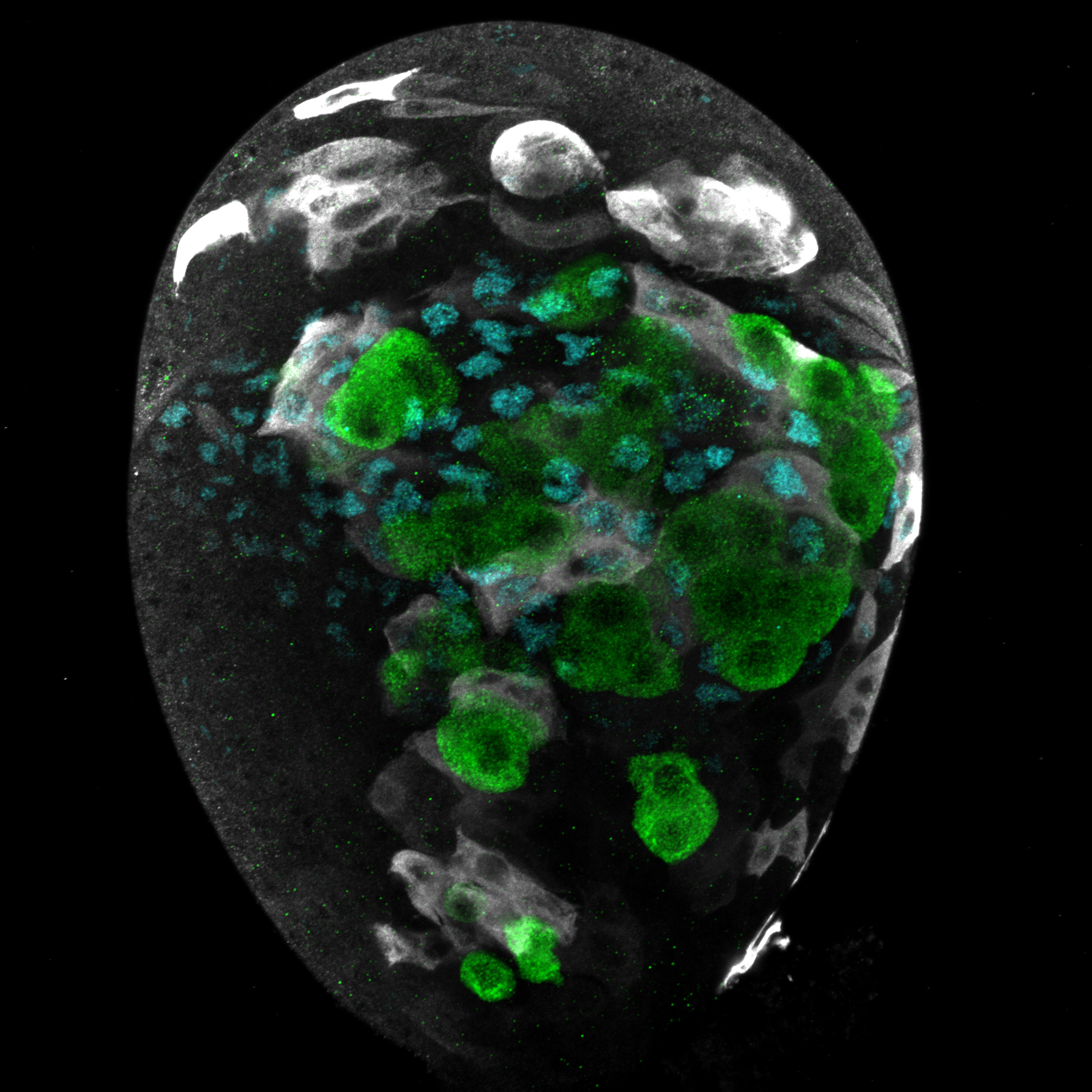 Research — LEHMANN LAB