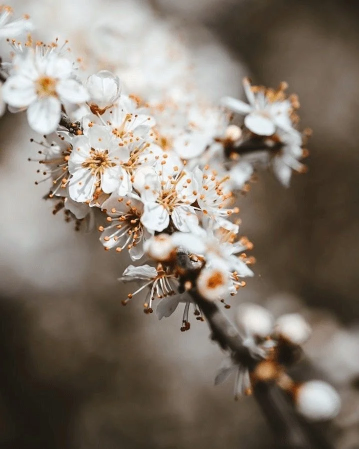 This spring, don't just clean your closets...clear your internal space. The most effective way to release old patterns is through Compassionate Self-Forgiveness. 

Next time you sit in meditation, acknowledge your attachments without judgment. Forgiv