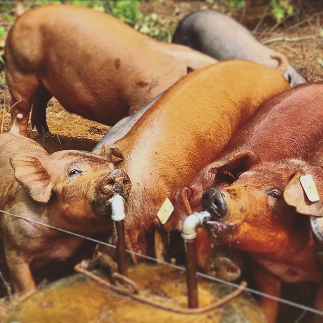 Recherchez-vous une source de viande durable?

Nous &eacute;levons des cochons dans le bois o&ugrave; ils peuvent s&rsquo;enraciner, jouer et &ecirc;tre tout simplement des cochons. 
Les commandes sont prises pour des porcs entiers ou &agrave; moiti&