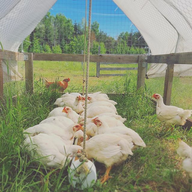 Nous aurions du poulet disponible &agrave; partir de l&agrave; dernier semaine de juillet. Si vous souhaitez de commander du poulet frais, svp nous appeler avant le 19 juillet pour en r&eacute;server! 😊

#poulet #enlibert&eacute; #ferme #EcoLoko #ma