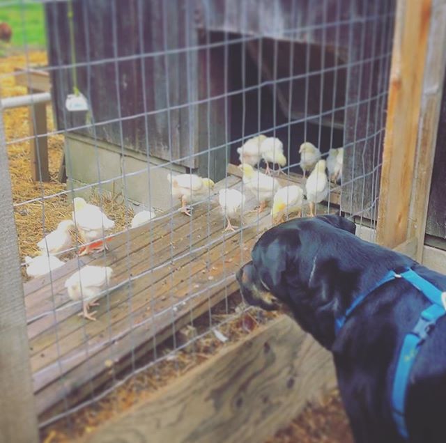 M&egrave;re Mylie surveille ses petits poussins 🐥 
Les poussins ont presque 3 semaines et ils commencent &agrave; sortir dehors de plus en plus, malgr&eacute; le temps humide et froid qu&rsquo;on a eu r&eacute;cemment. Bient&ocirc;t les poussins qui