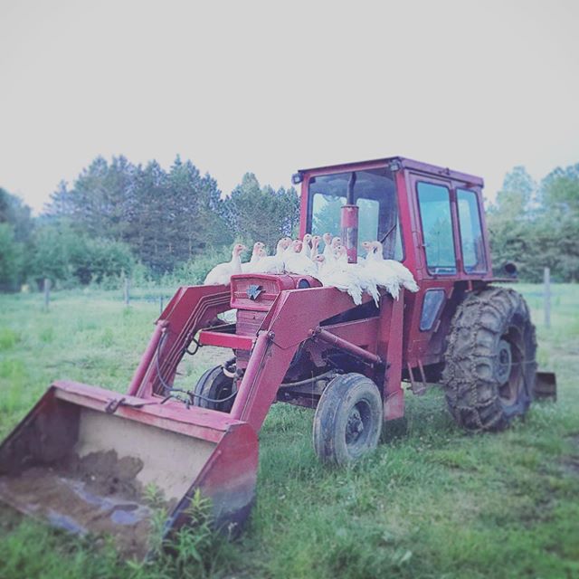 Seems like a good perch to me #dindesenlibert&eacute; #freerangeturkeys #ferme #ecoloko #br&eacute;beuf #quebec #tremblant #laurentides #drole #funny #turkeys #agriculture #beinetreanimale