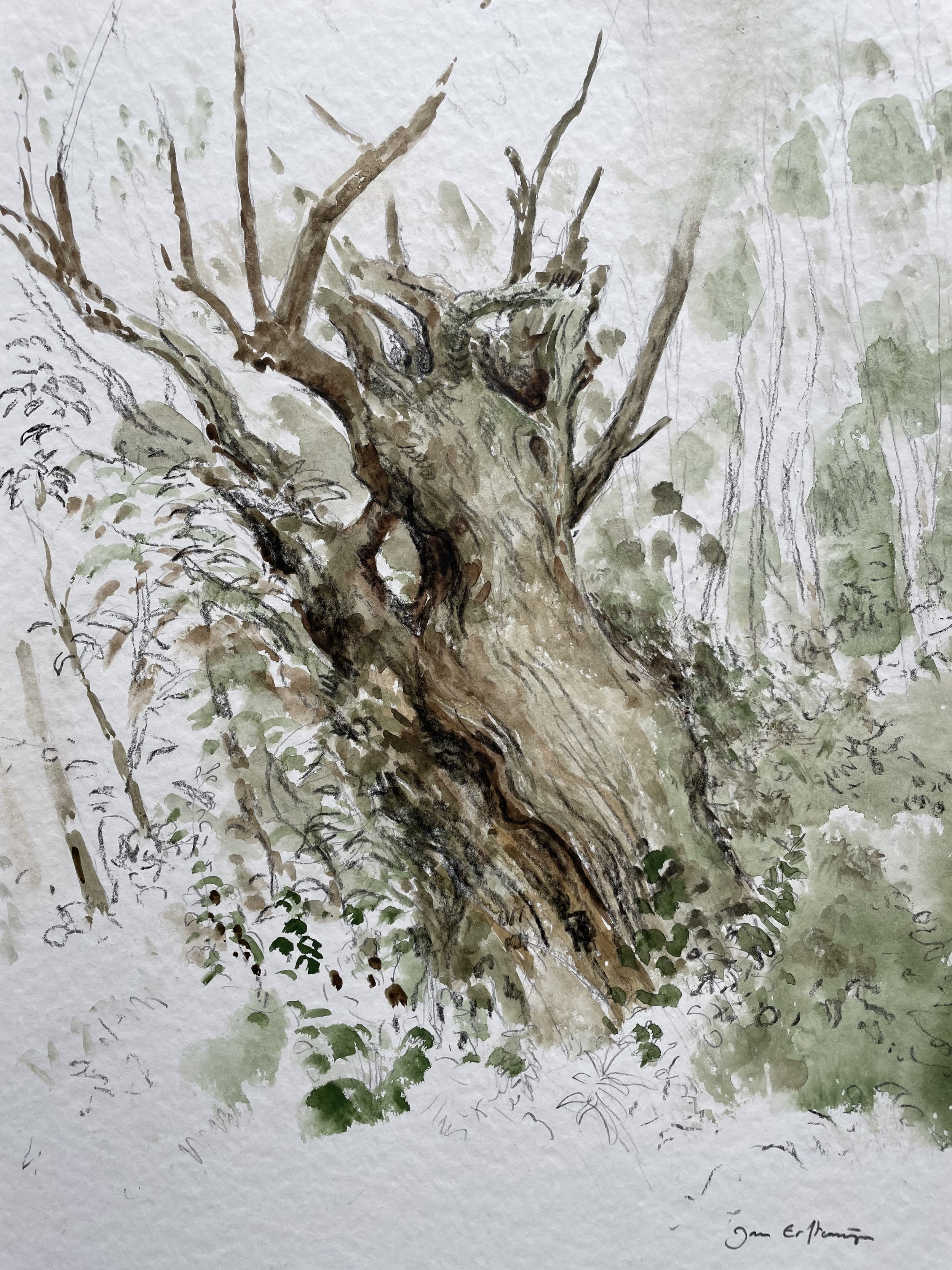 Study of a tree, Picos de Europa  (Watercolour 30 x 40 cm)