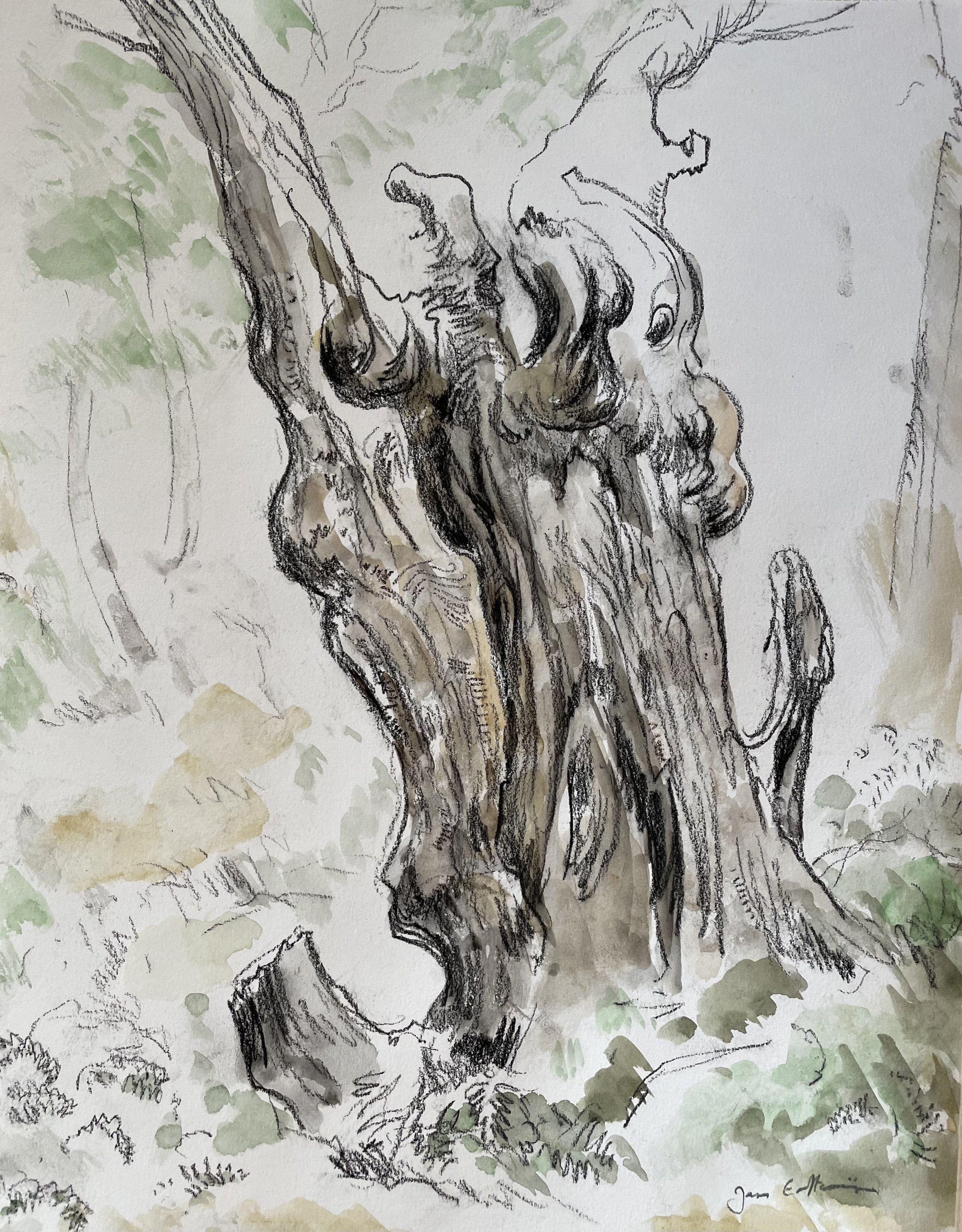 Study of a tree, Picos de Europa (Lithografic crayon and watercolour 30 x 40 cm)