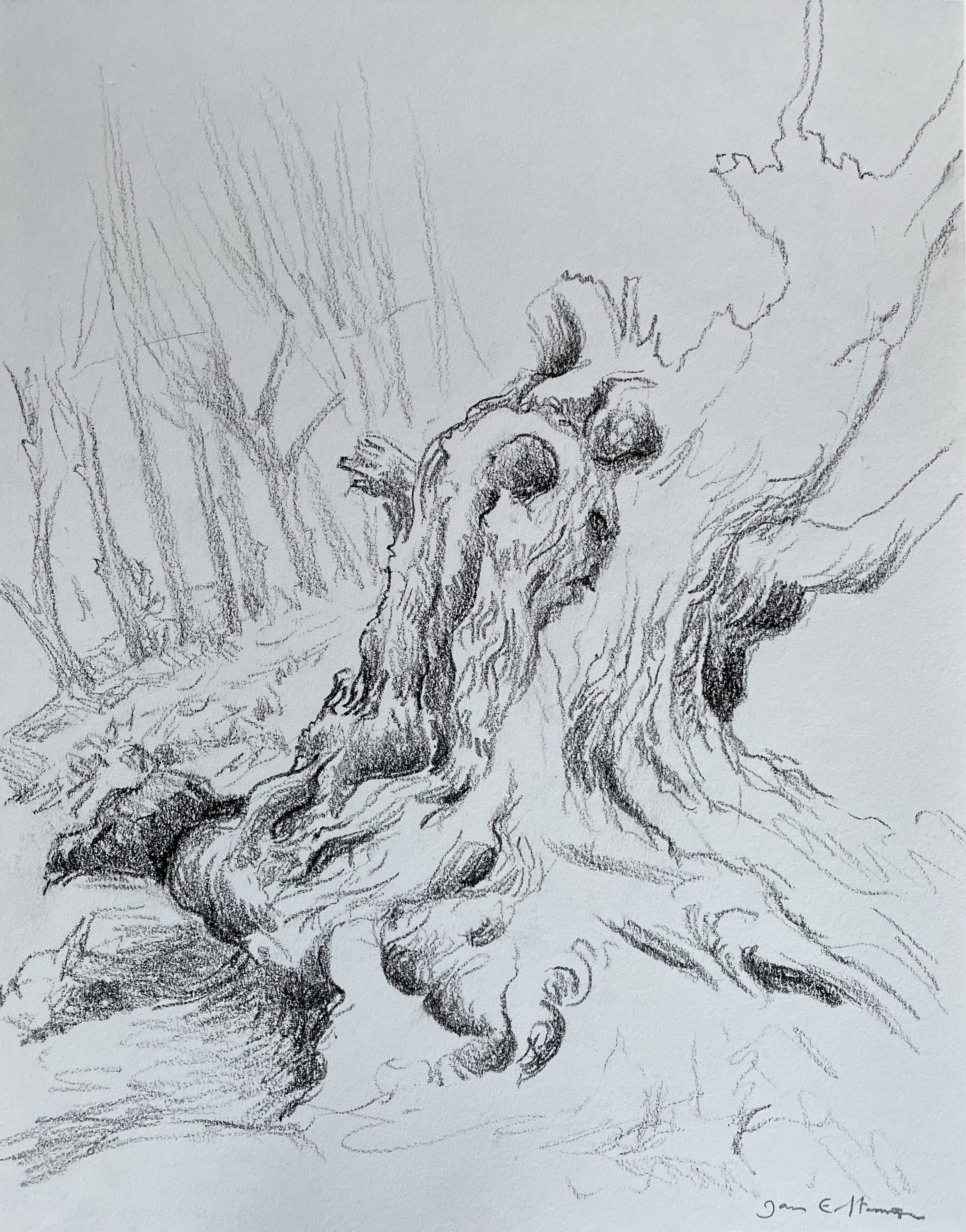 Old tree (Lithographic crayon on paper, 30 x 40 cm).