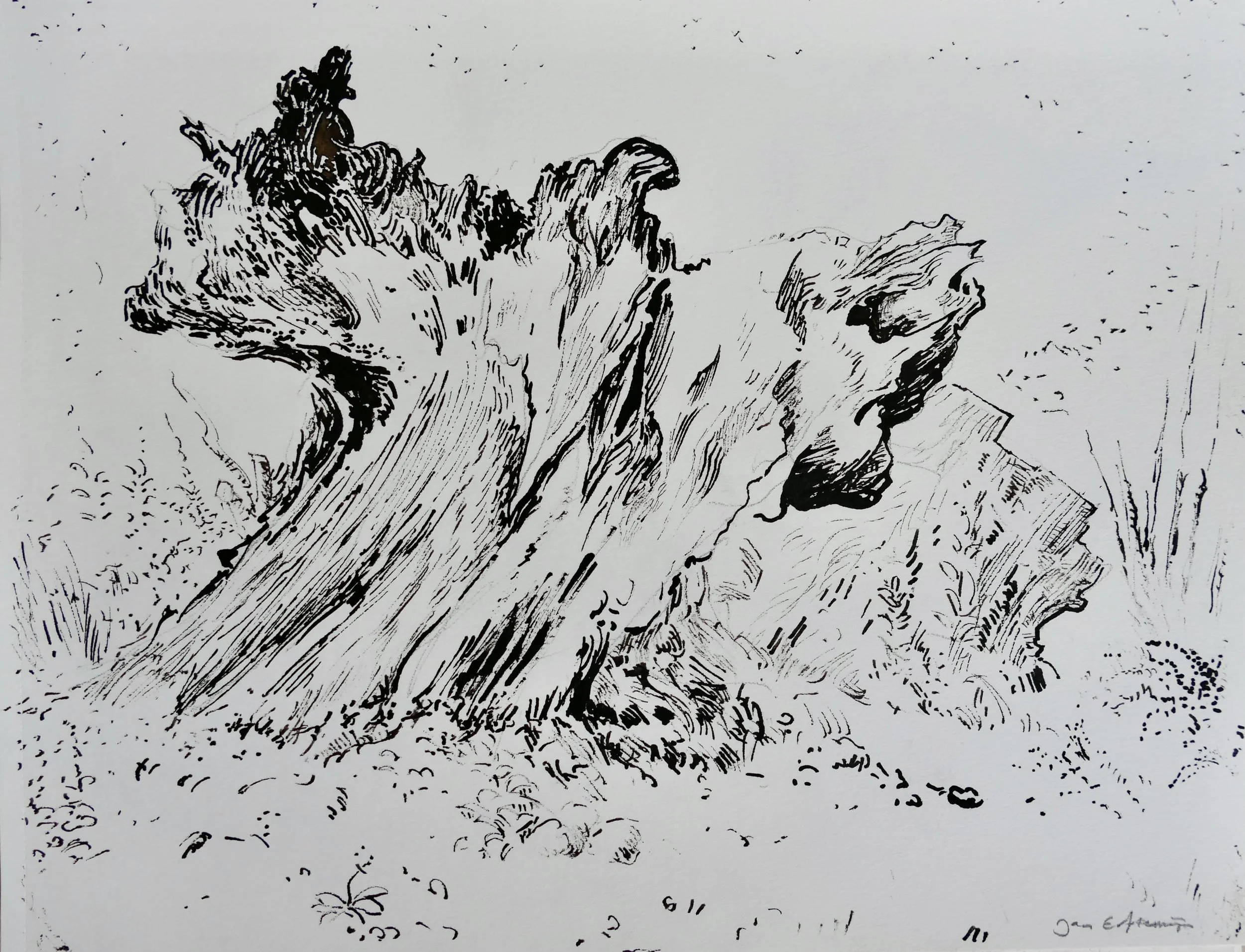 Trunk of a dead tree (dark brown ink 30 x 40 cm).