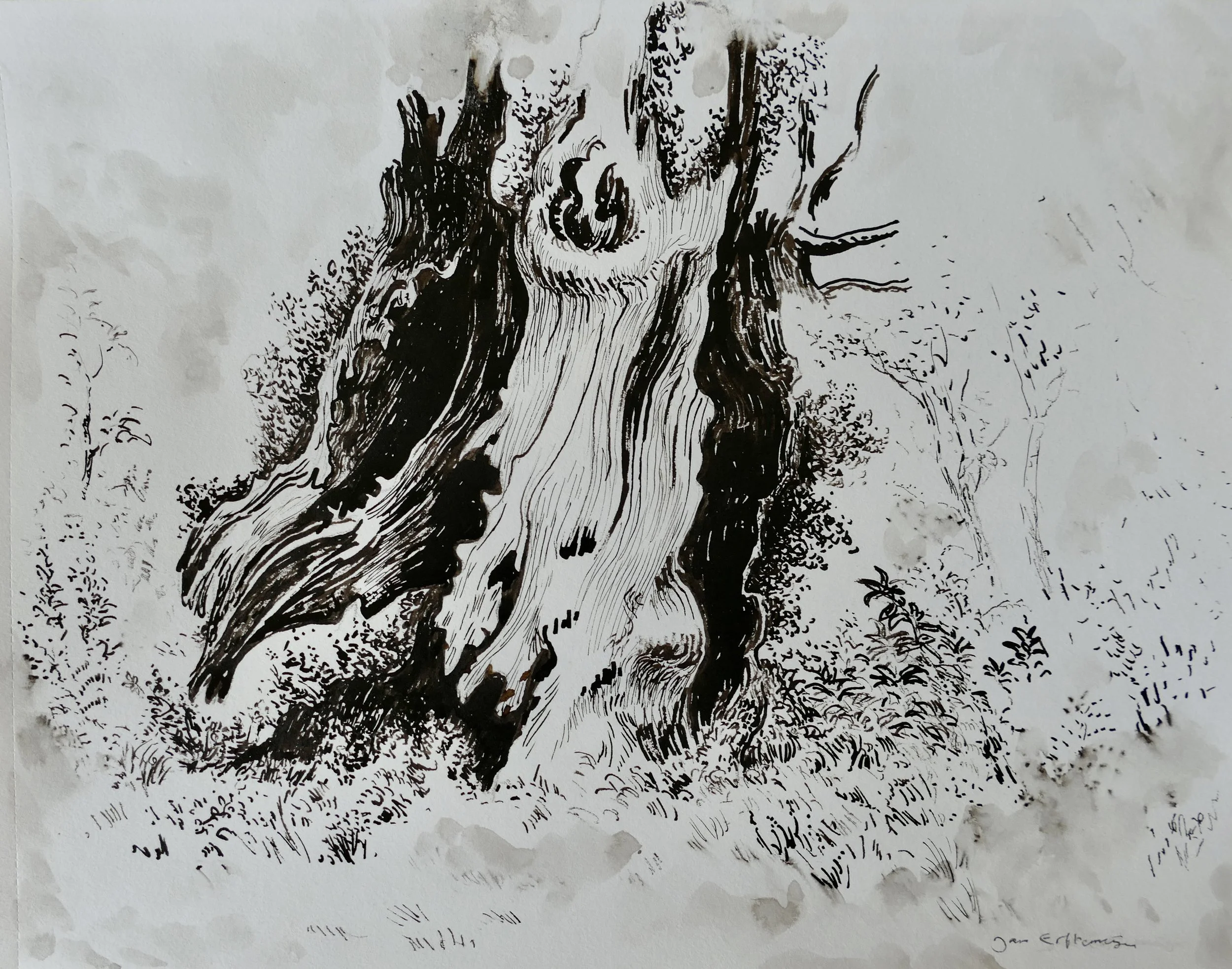 Study of an old chestnut tree (dark brown ink on paper, 30 x 40 cm).