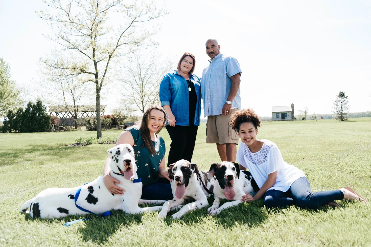 Dublin Ohio Great Danes Segen Great Danes