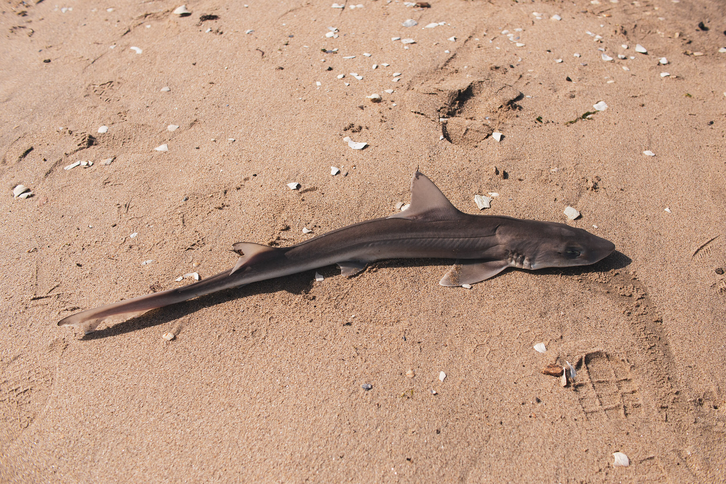 BeachCleanUp_079.jpg