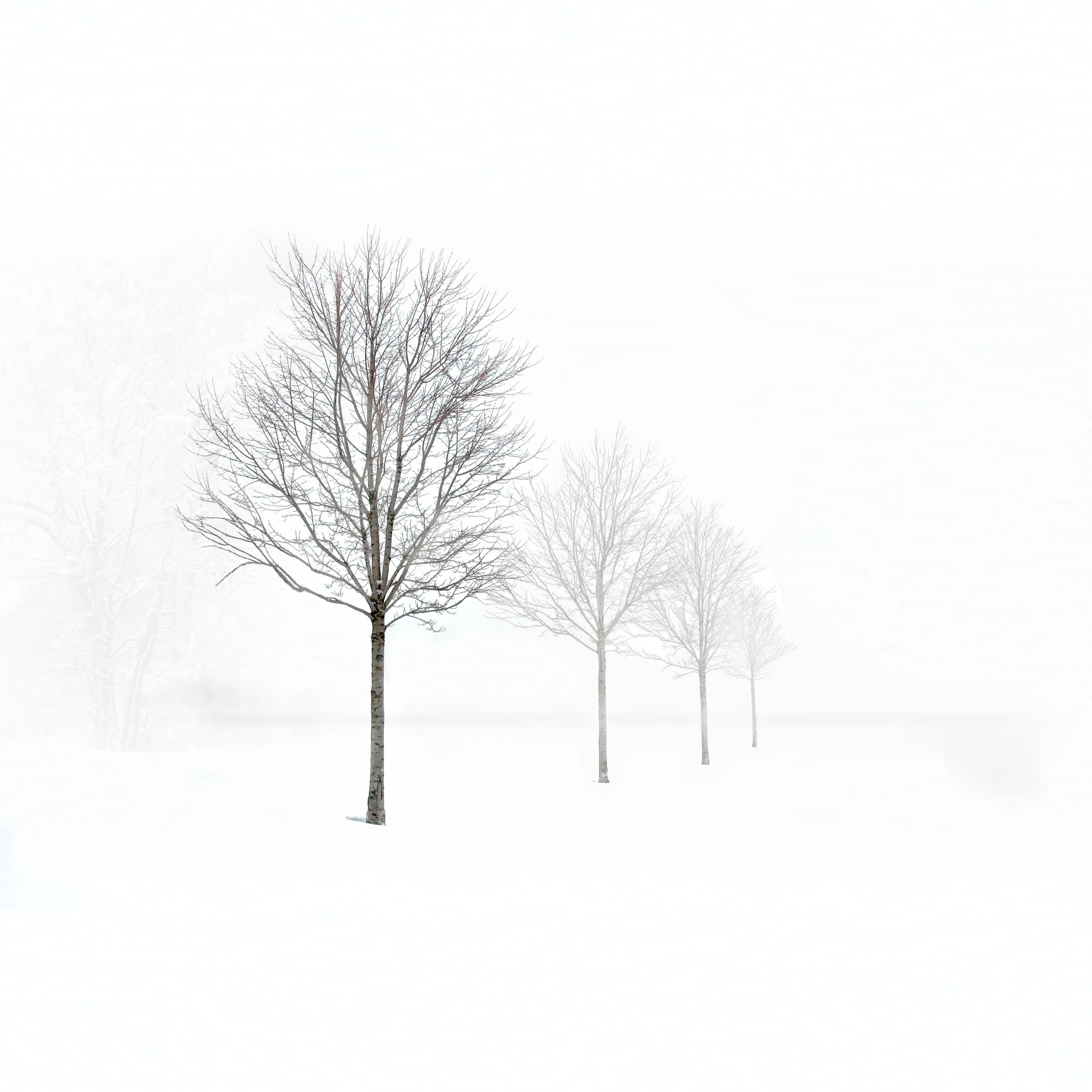 4-Trees-in-snow-5a-36x36.jpg