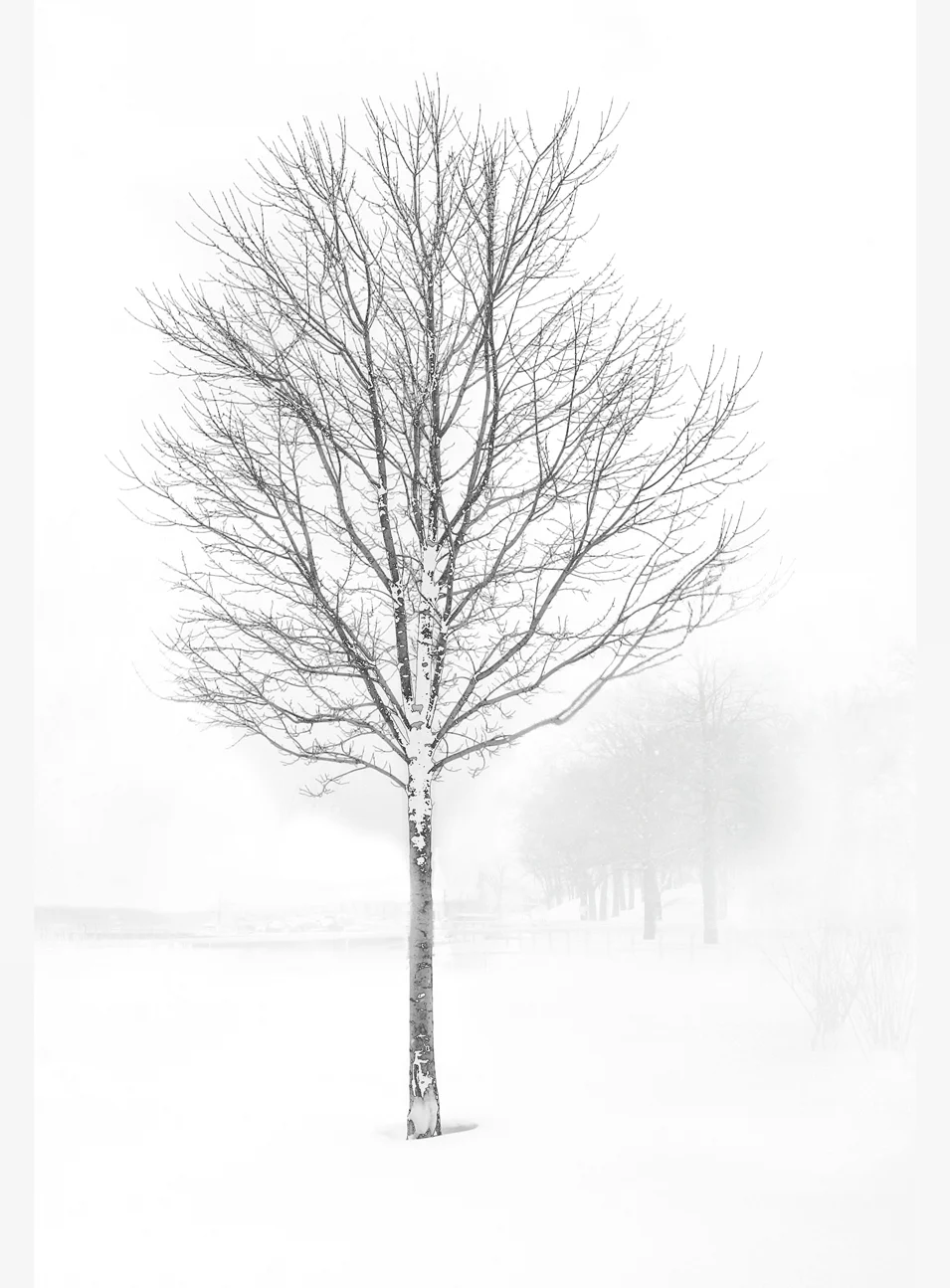 Tree-in-white-2D(13x19)-Vertical3.jpg