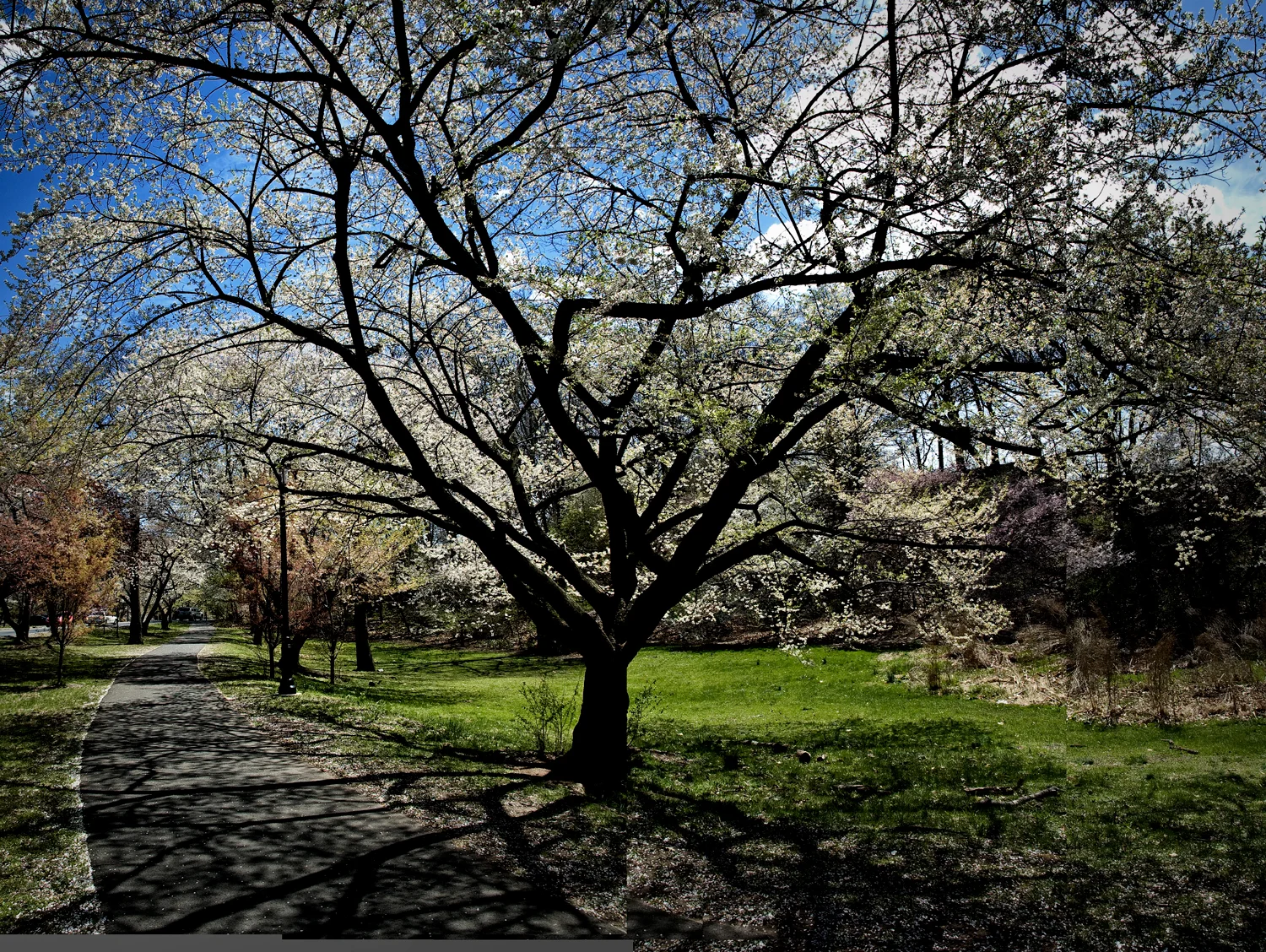 Path-of-blossoms_16x22.jpg