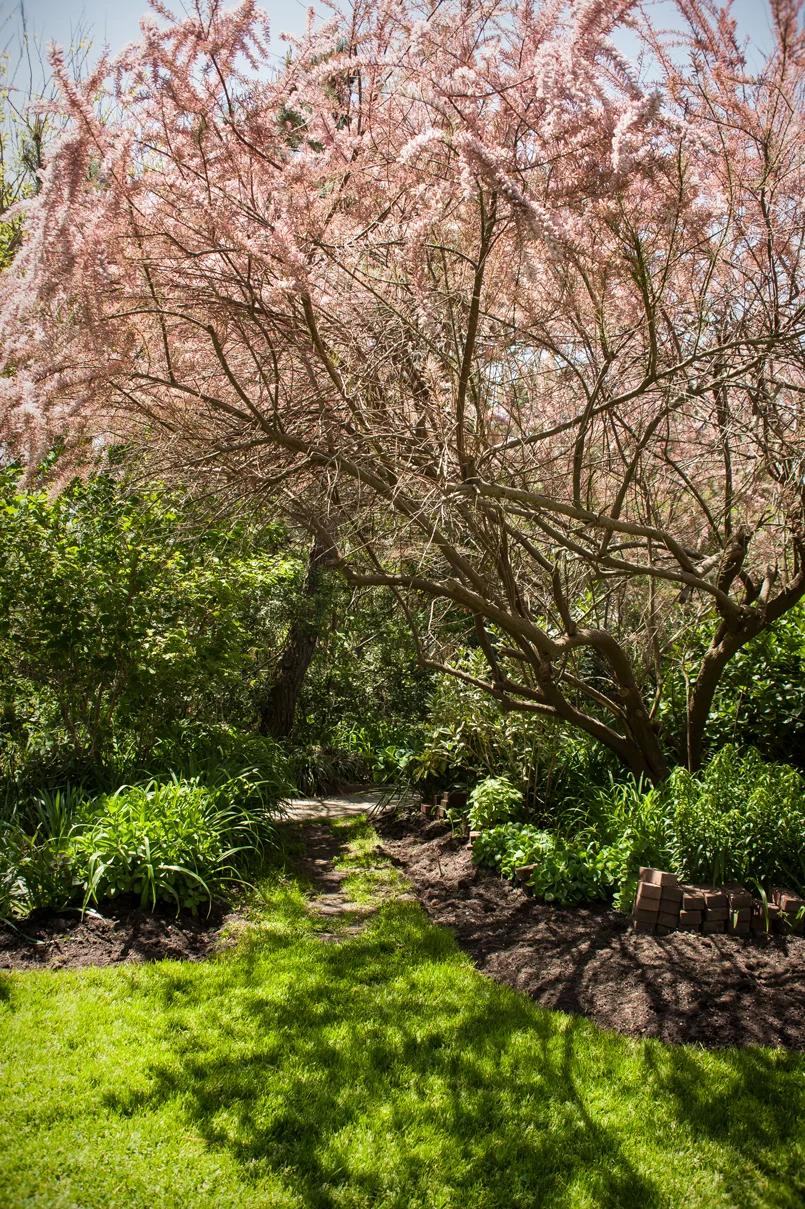 Smoke-Tree.jpg