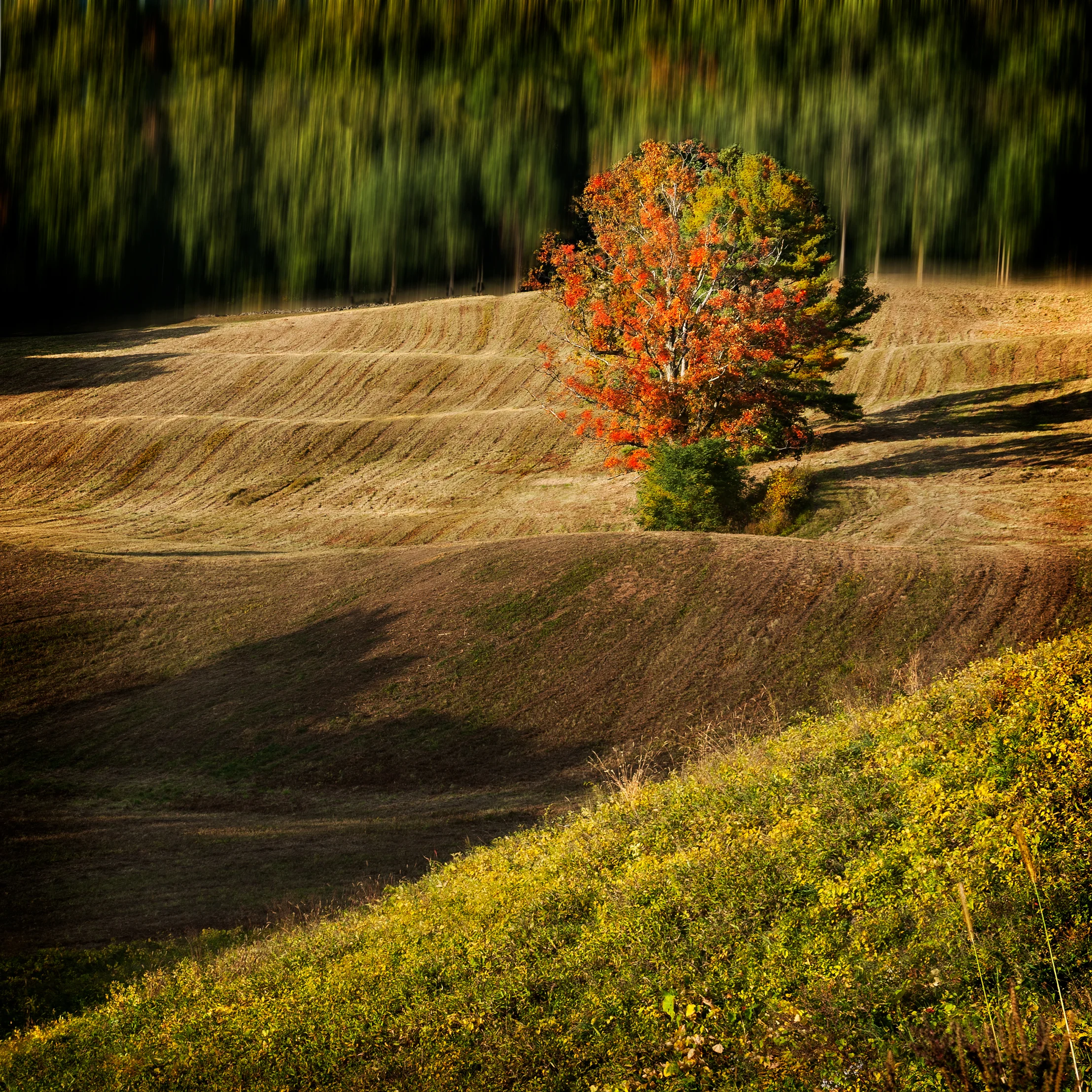Hills-w-trees-square-Bbb_Merged.jpg