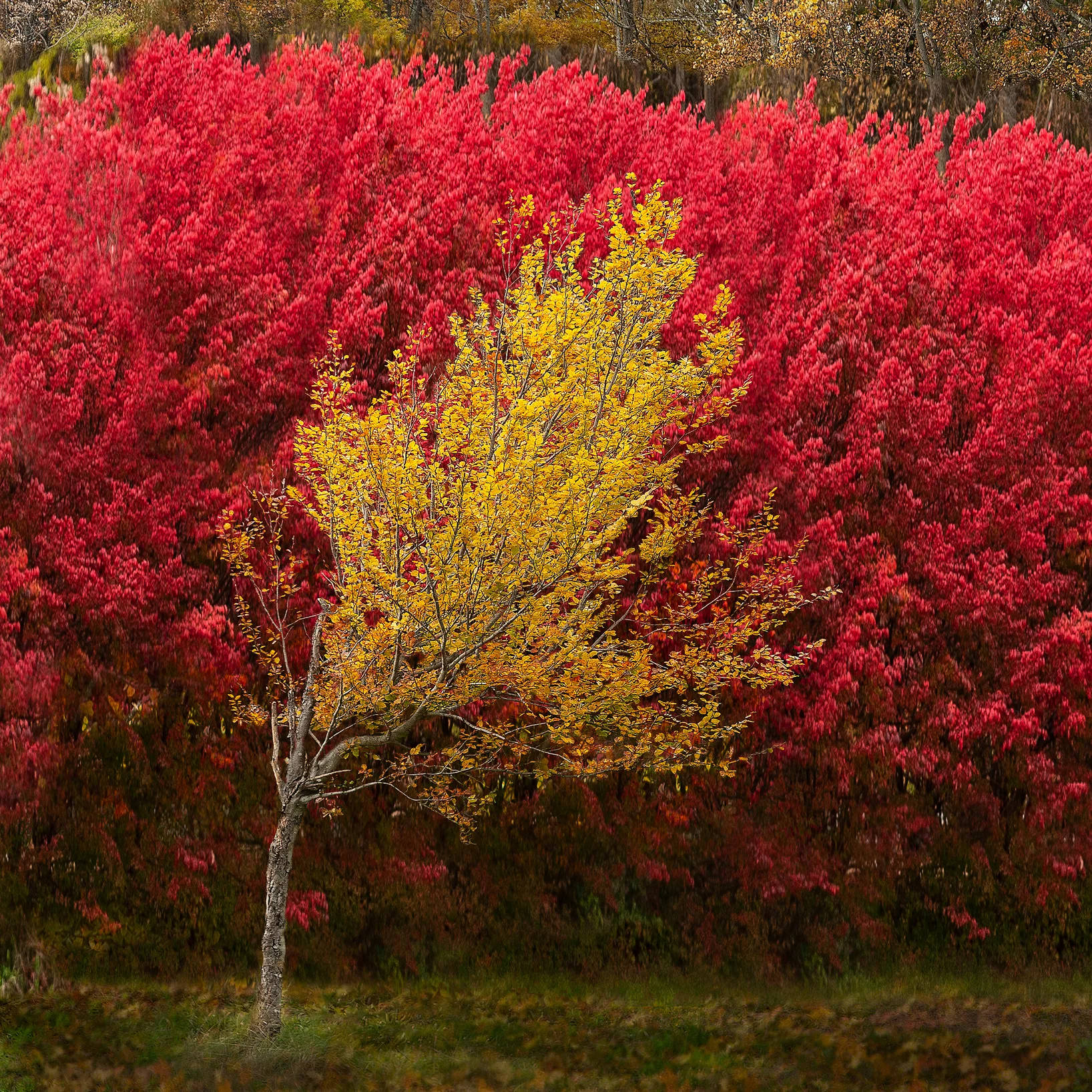 Yellow_on_Red2_24x24.jpg