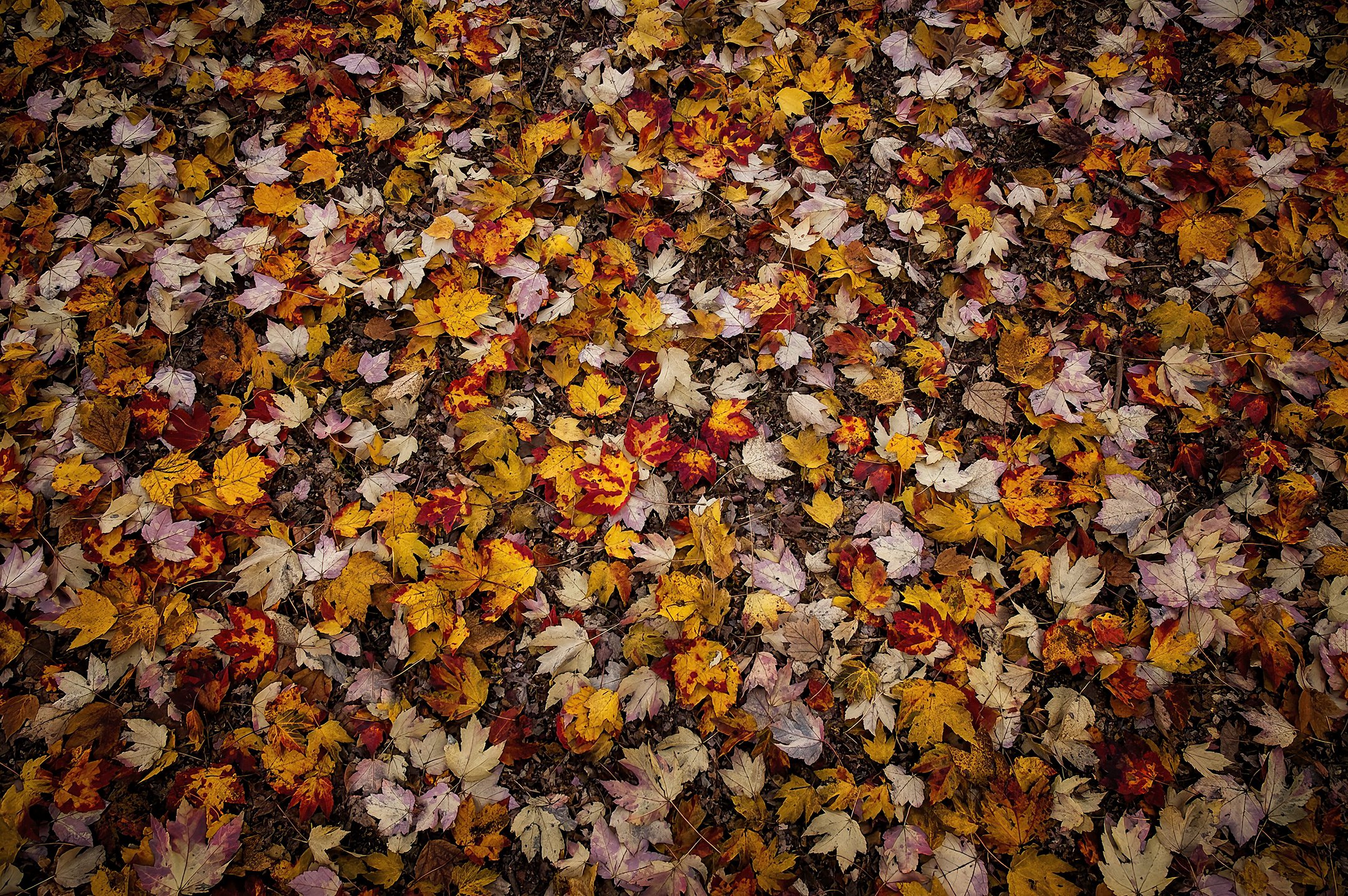 Autumn Leaves #1_16X20.jpg