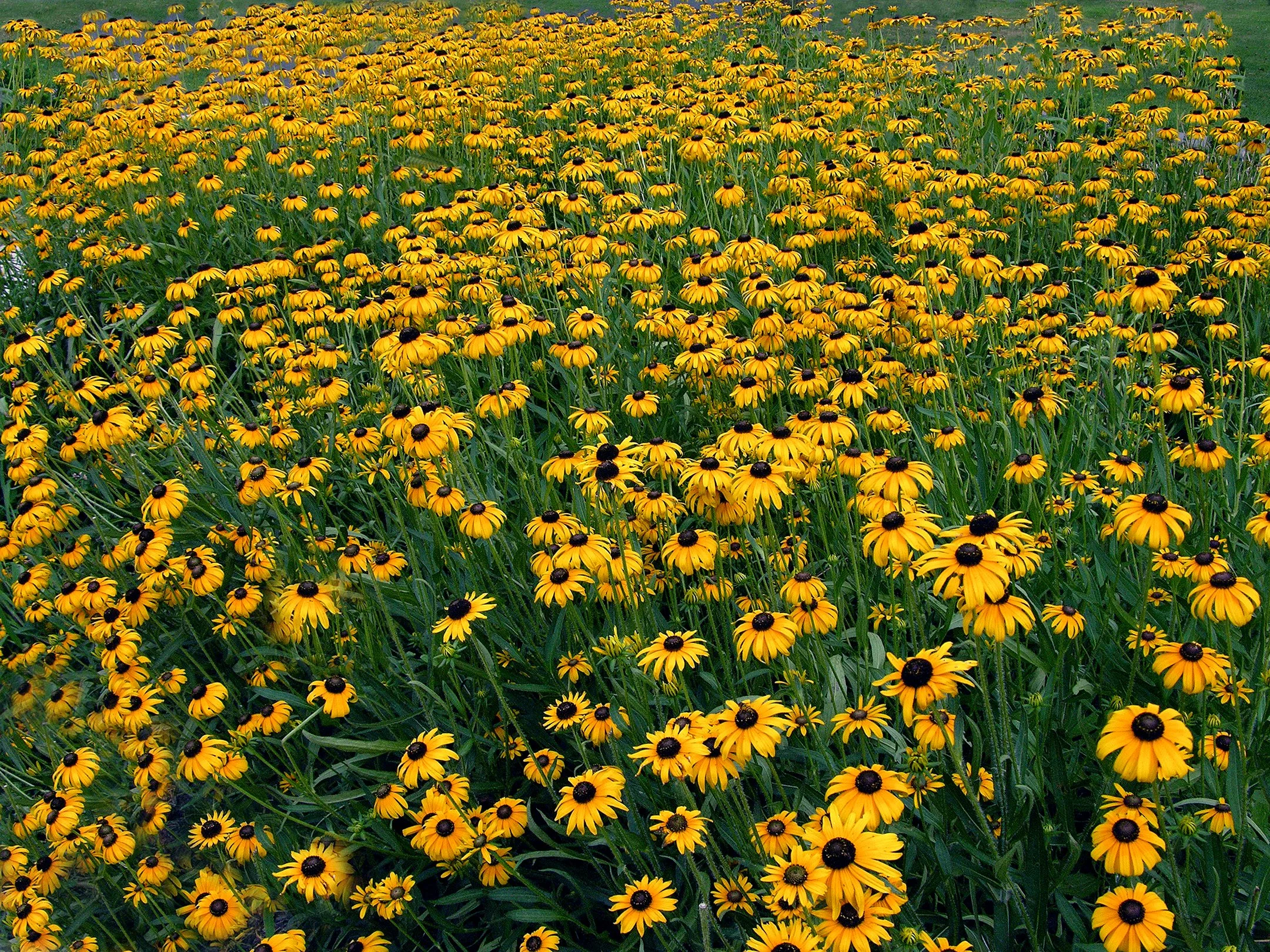 BlackEyed Susan_16X20.jpg